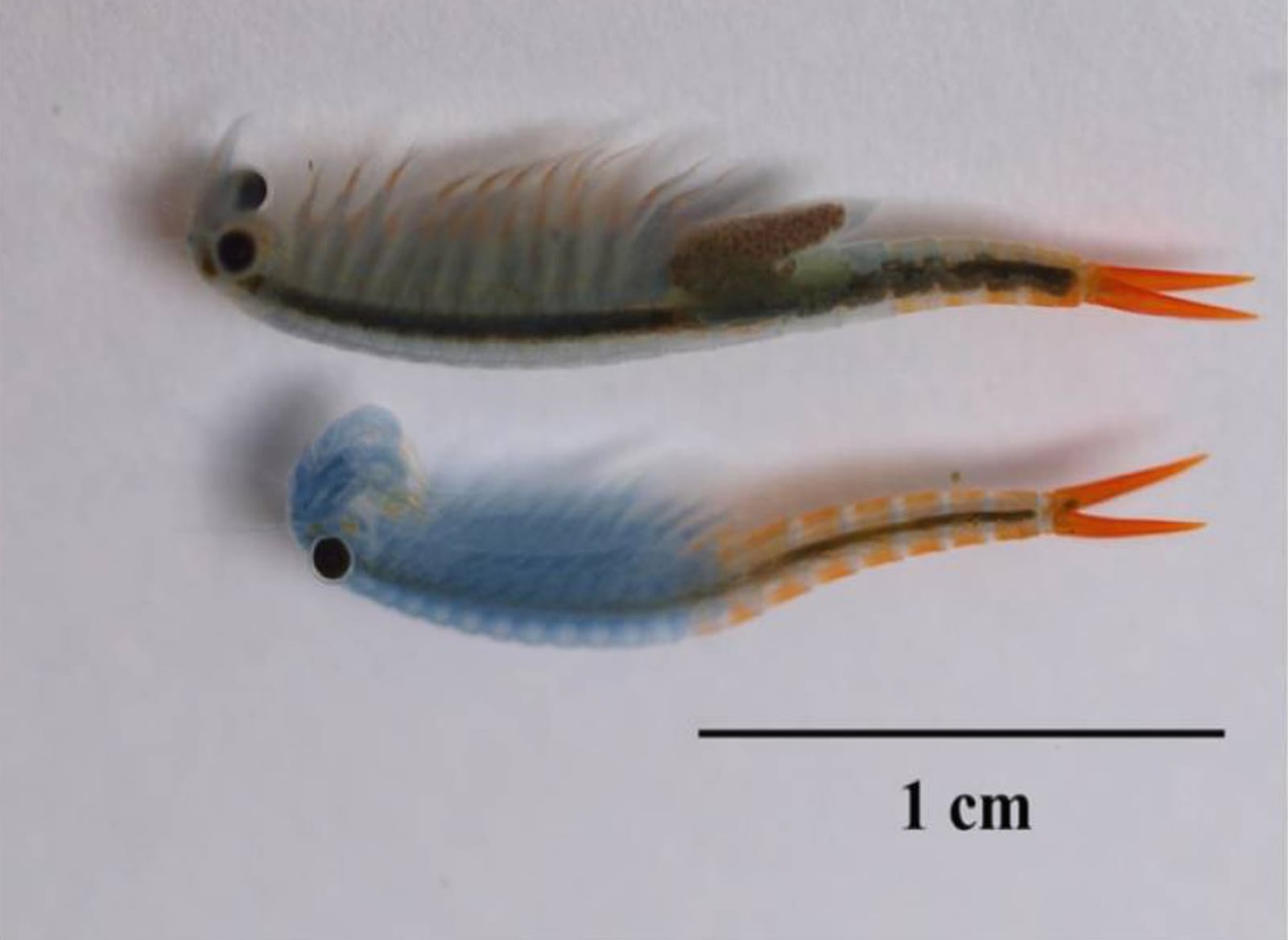 Feenkrebse S.Siamensis ca. 30.000 pure Eier