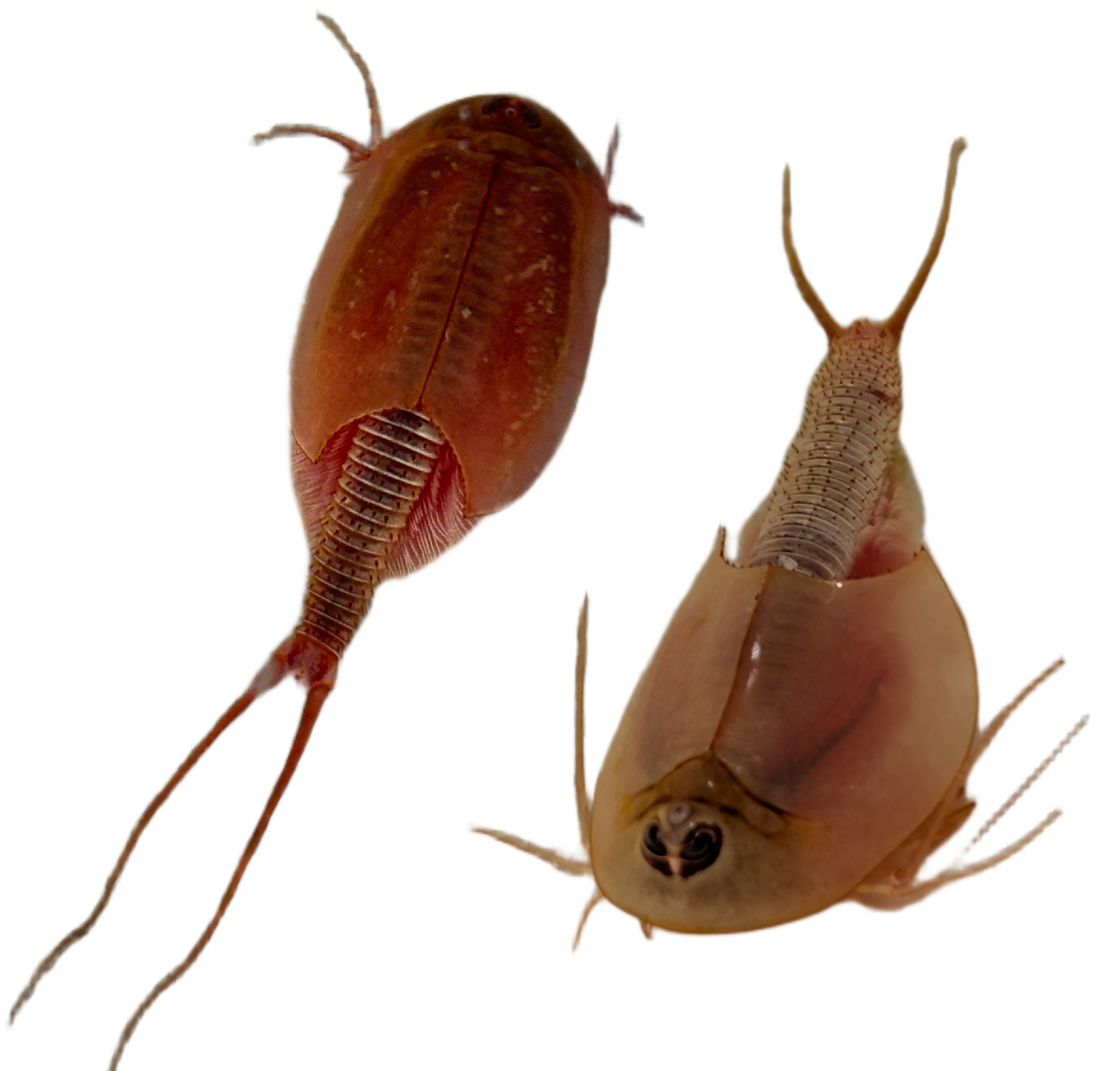 Triops Albino Mix 150 Eier