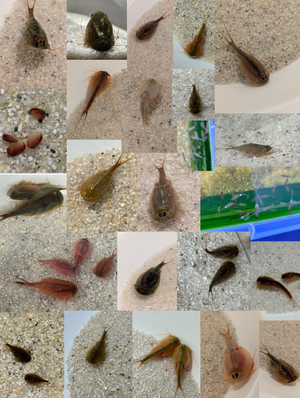 Triops Urzeitkrebse 3 zufällige Ansätze / alle Arten möglich/ 150 Eier/
