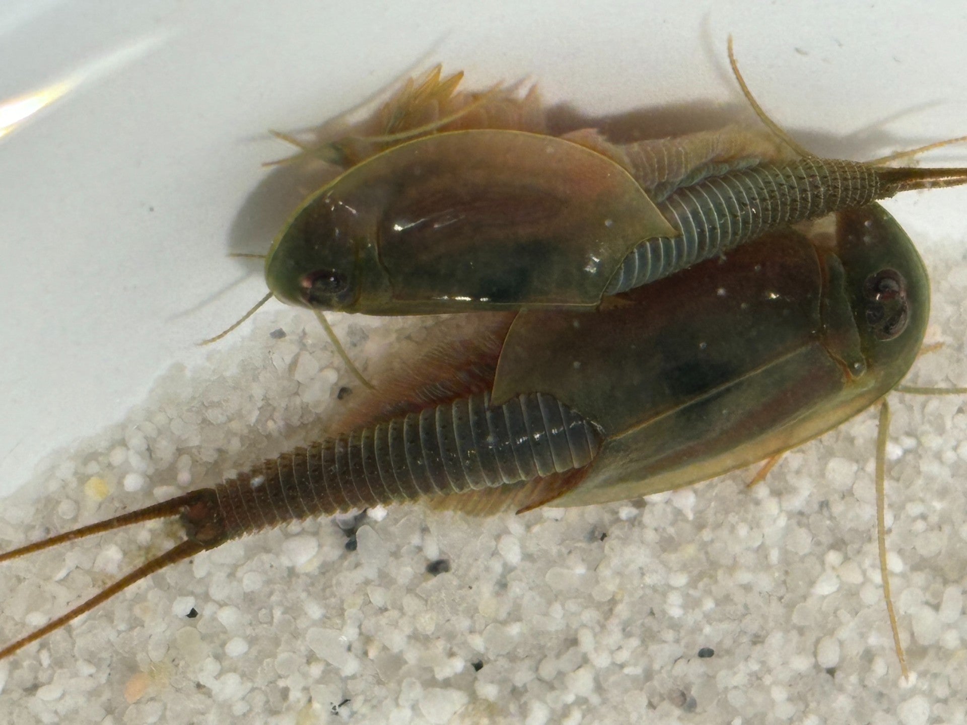 Triops Australiensis - grün