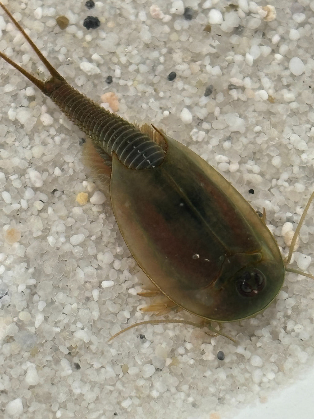 Triops Australiensis - grün