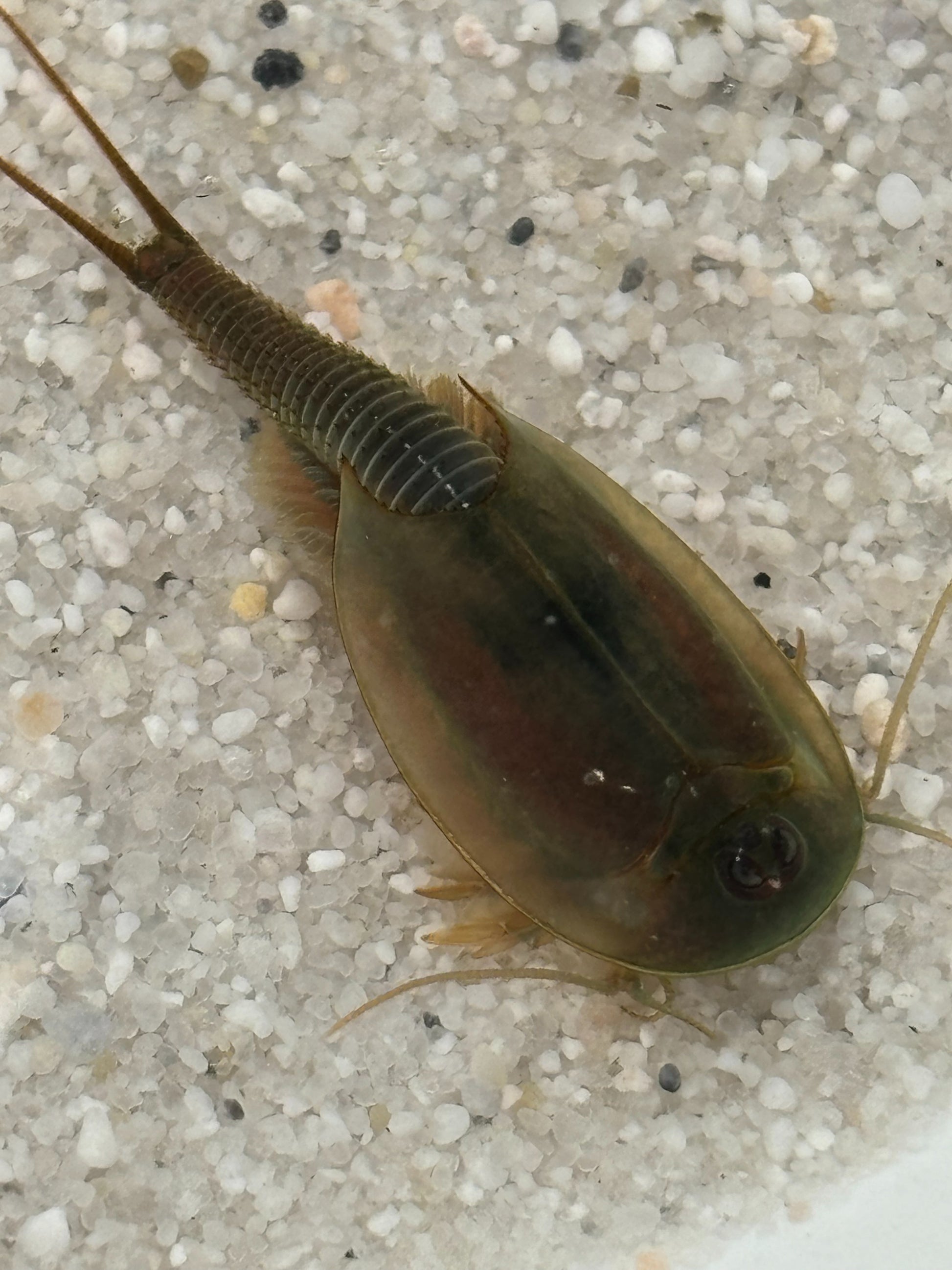 Triops Australiensis - grün