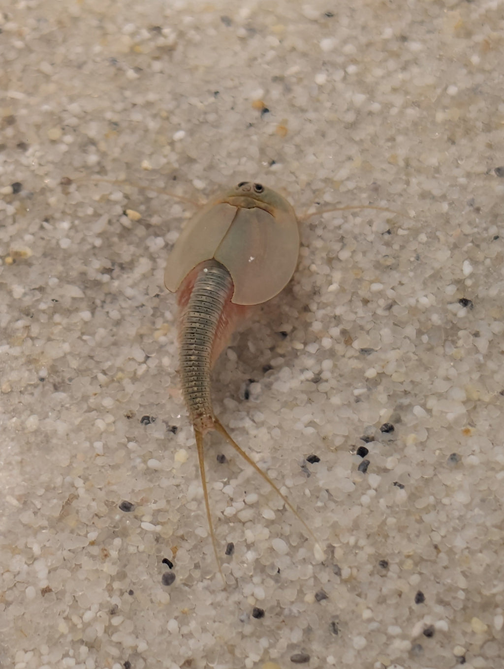 Triops Australiensis - Queensland