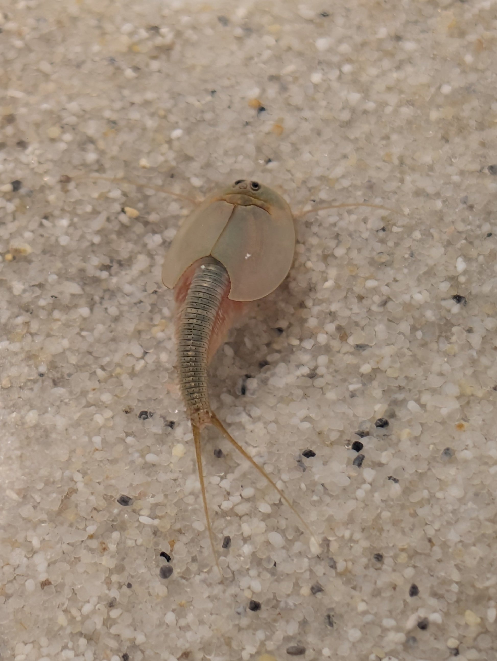 Triops Australiensis - Queensland