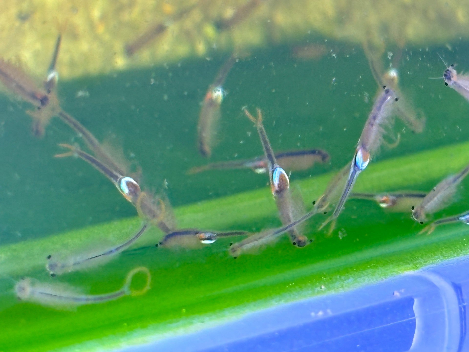 Triops Urzeitkrebse Set *klein*
