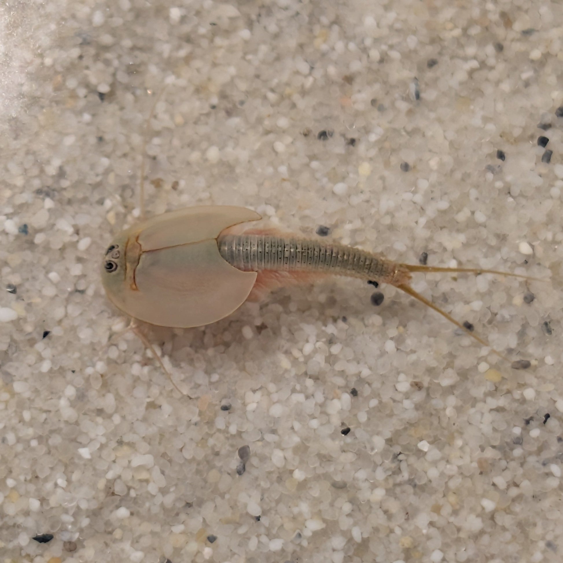 Triops Australiensis - Queensland
