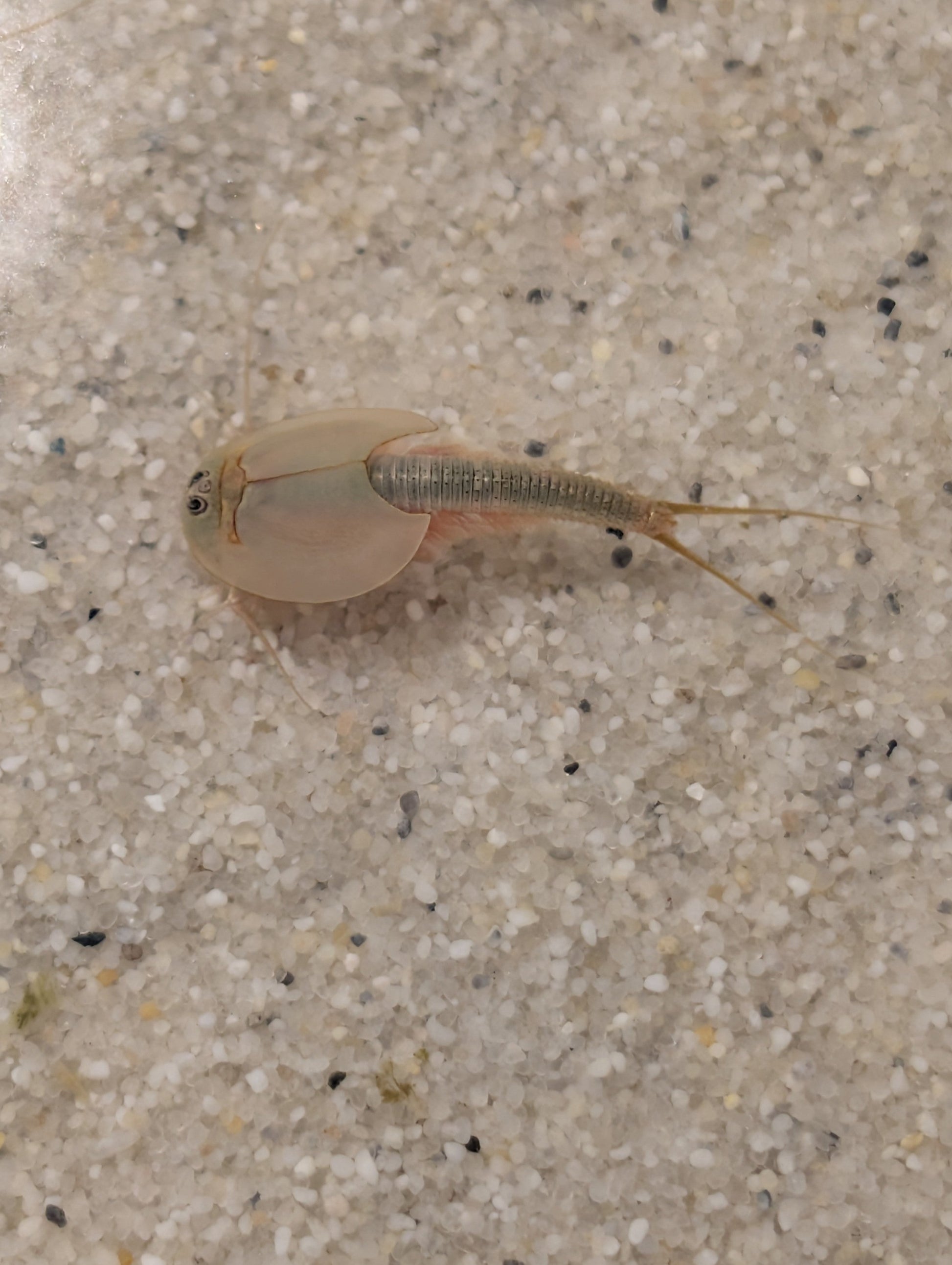 Triops Urzeitkrebse 3 zufällige Ansätze / alle Arten möglich/ 150 Eier/