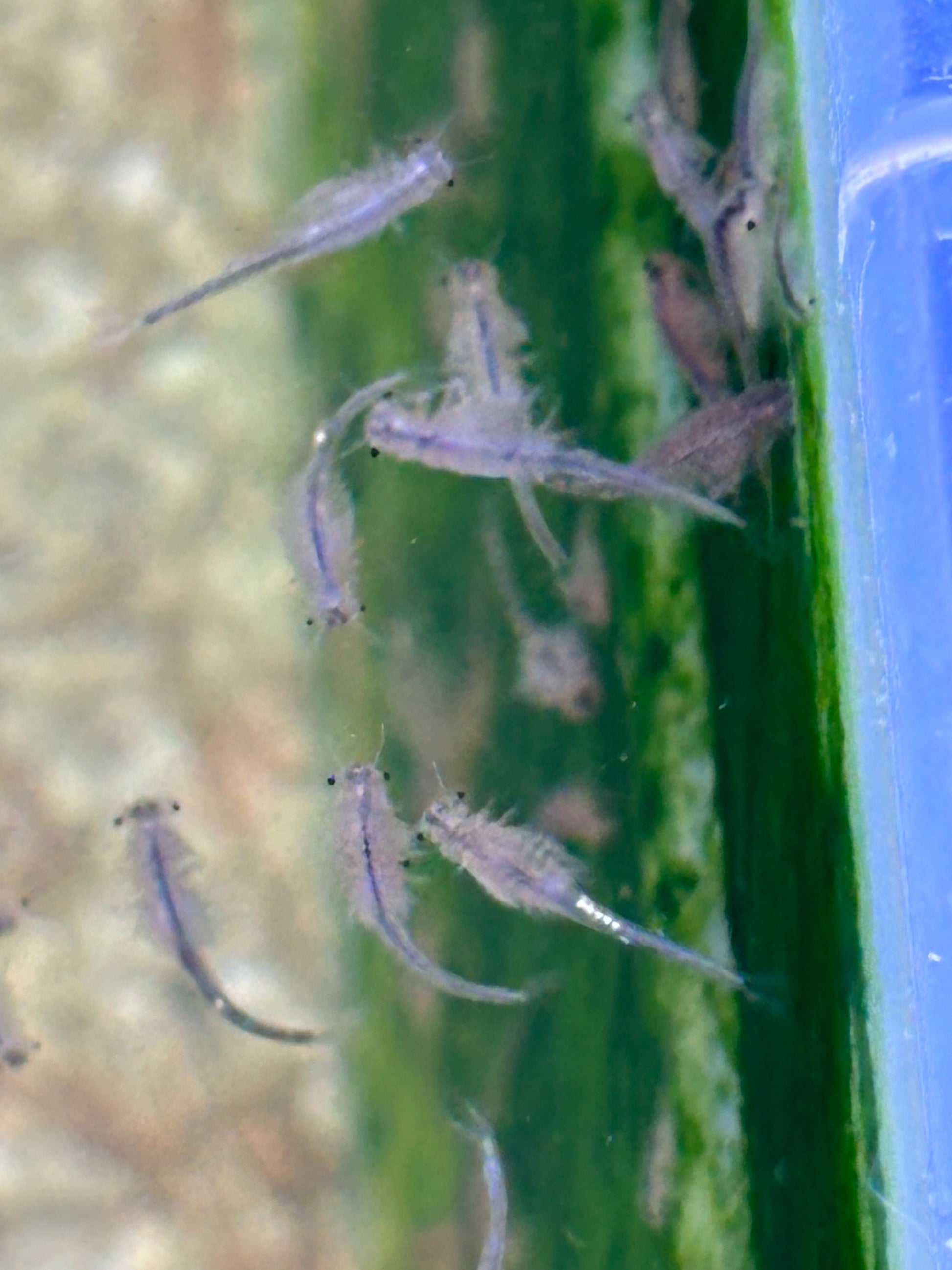 Triops Urzeitkrebse Set *klein*