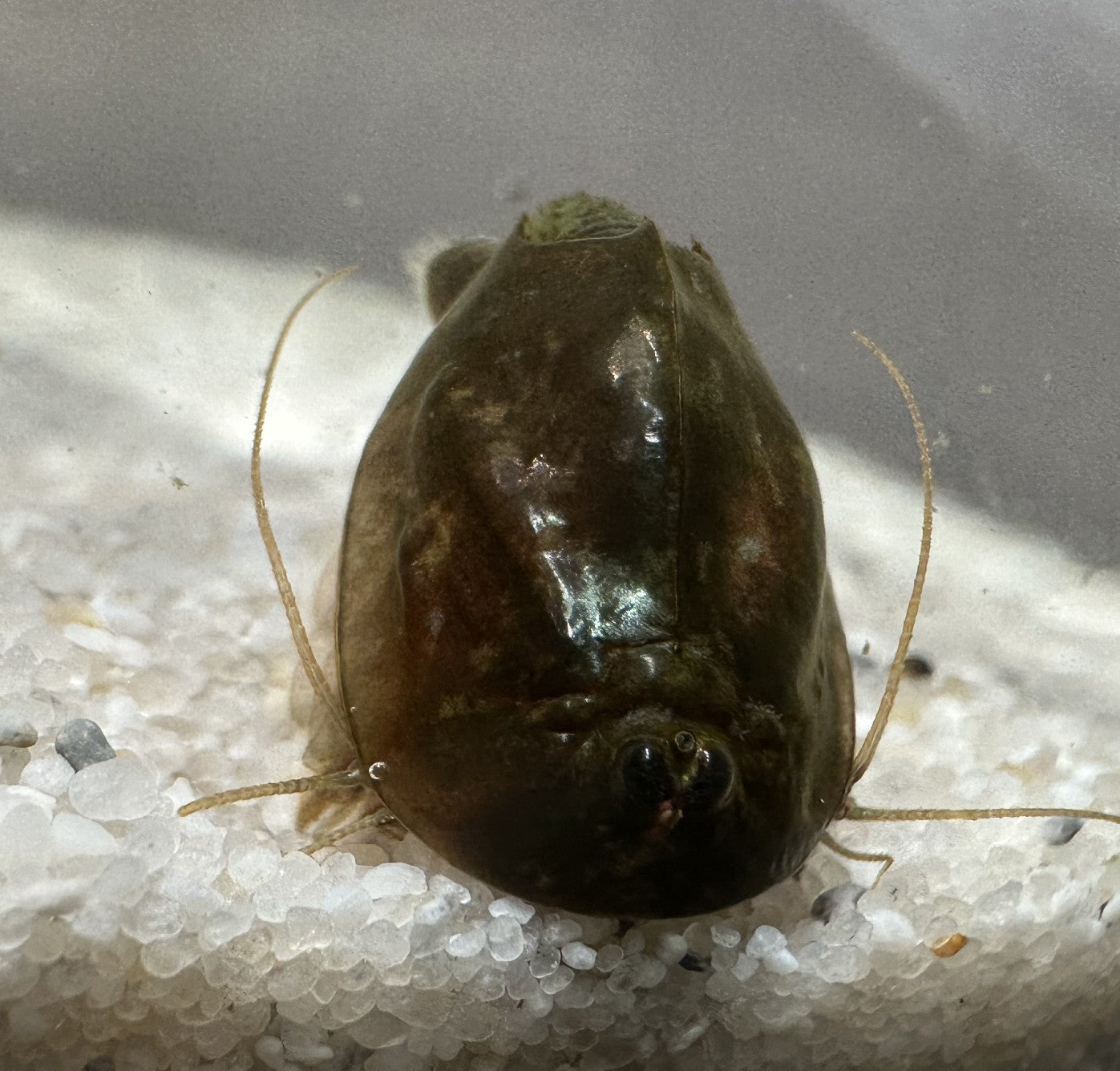 Triops Urzeitkrebse Set *mittel*