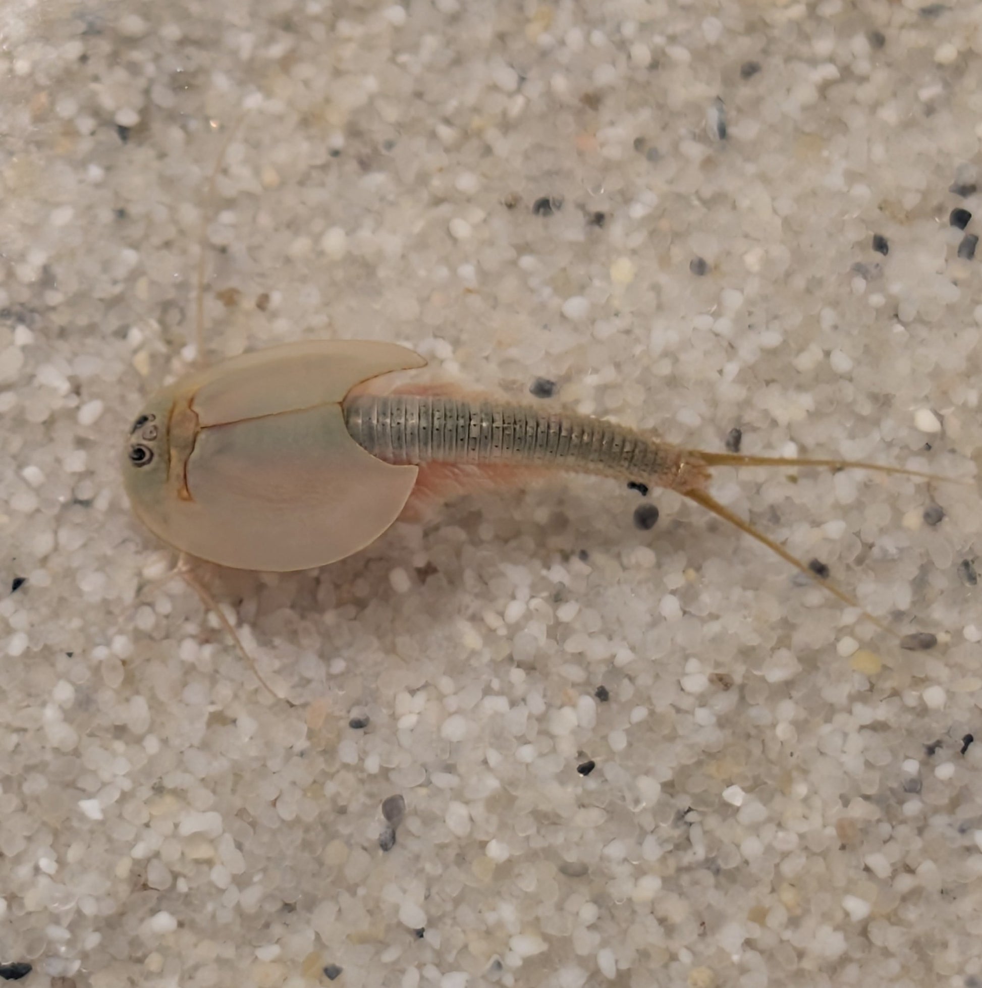 Triops Set ohne Becken