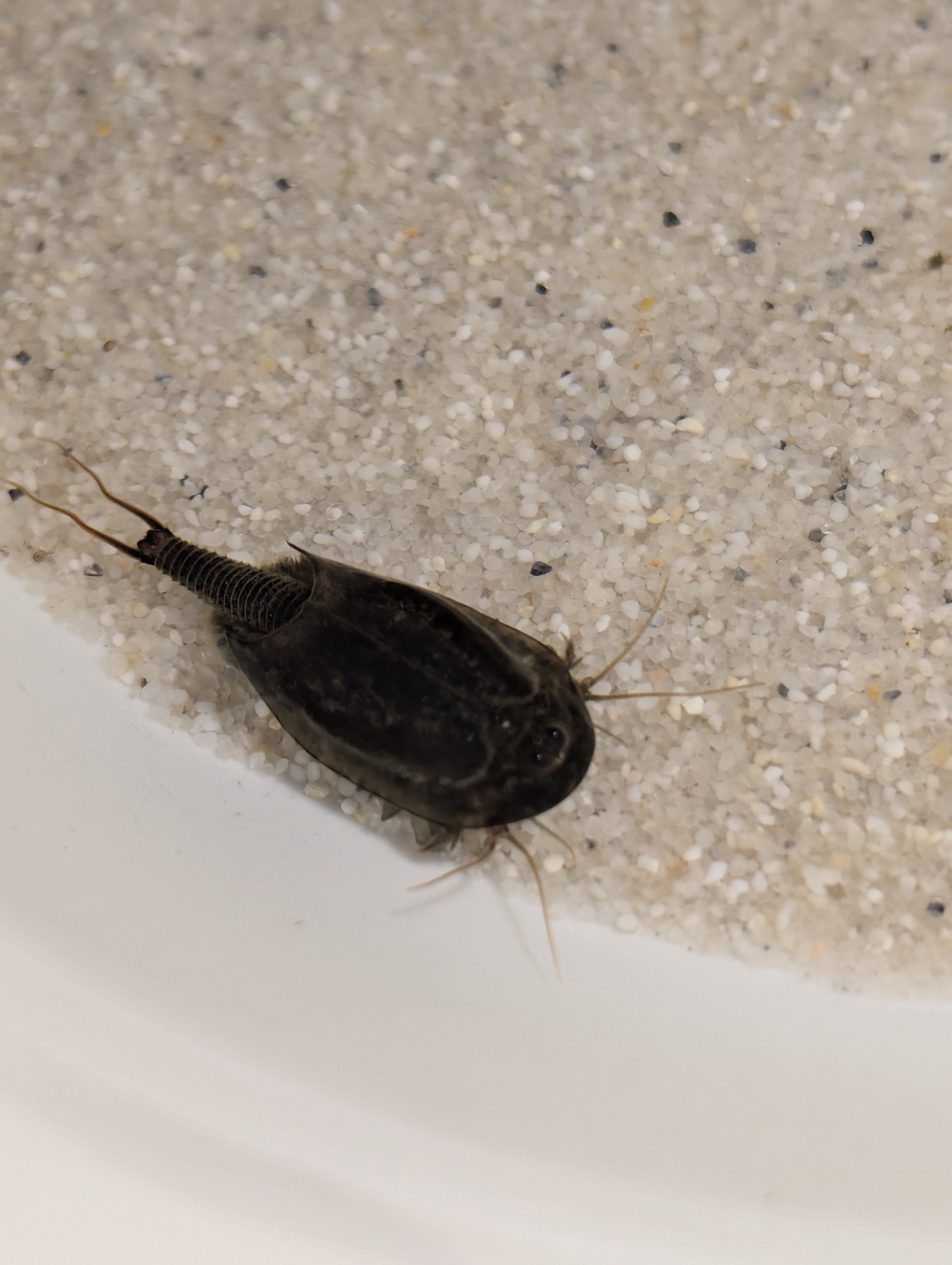 Triops Cancriformis Deutschland black beauty