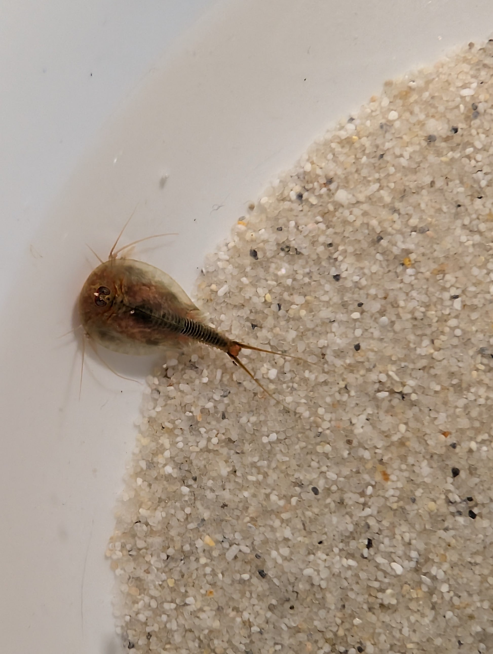 Triops Cancriformis - Mallorca