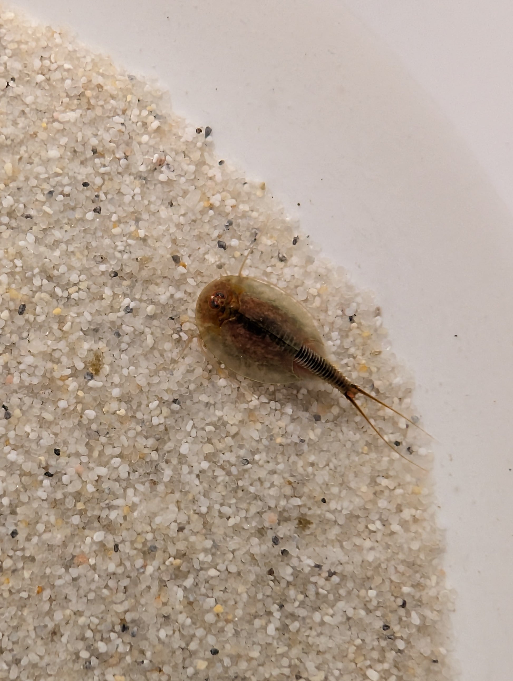Triops Cancriformis - Mallorca