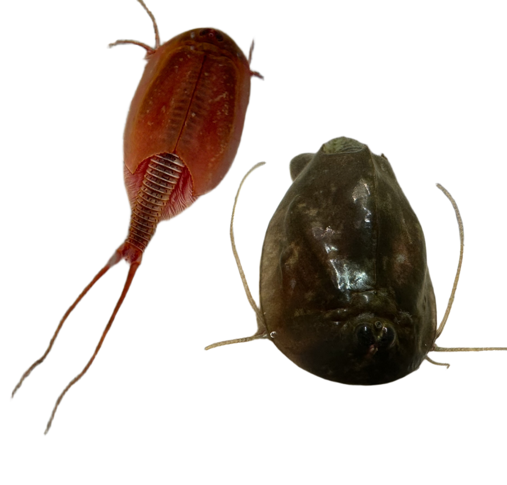 Triops Cancriformis + Cancriformis Albino Mix 150 Eier