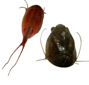 Triops Cancriformis + Cancriformis Albino Mix 150 Eier
