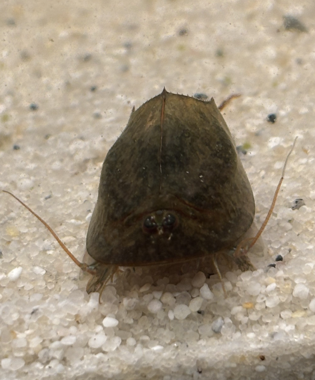 Triops Cancriformis- Deutschland