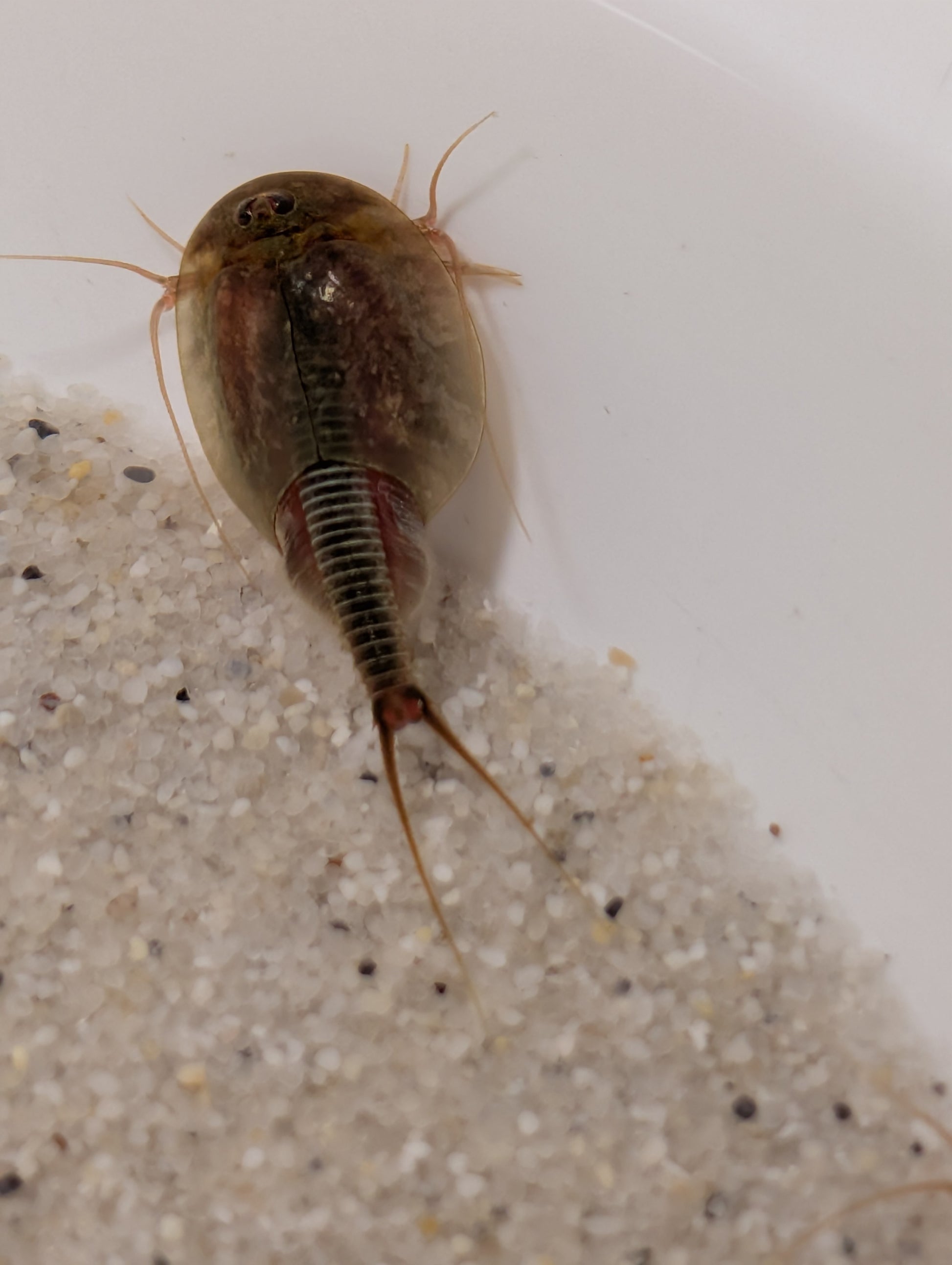 Triops Cancriformis - Mallorca