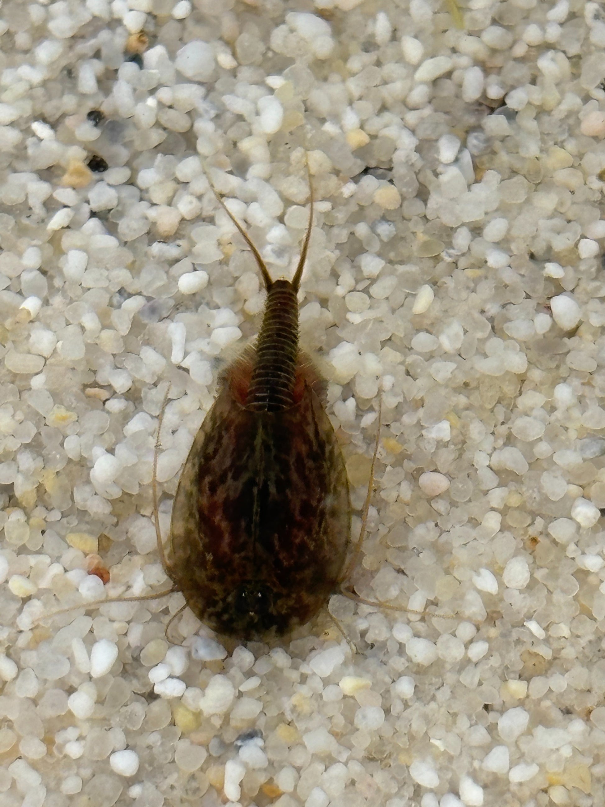 Triops Cancriformis- Österreich