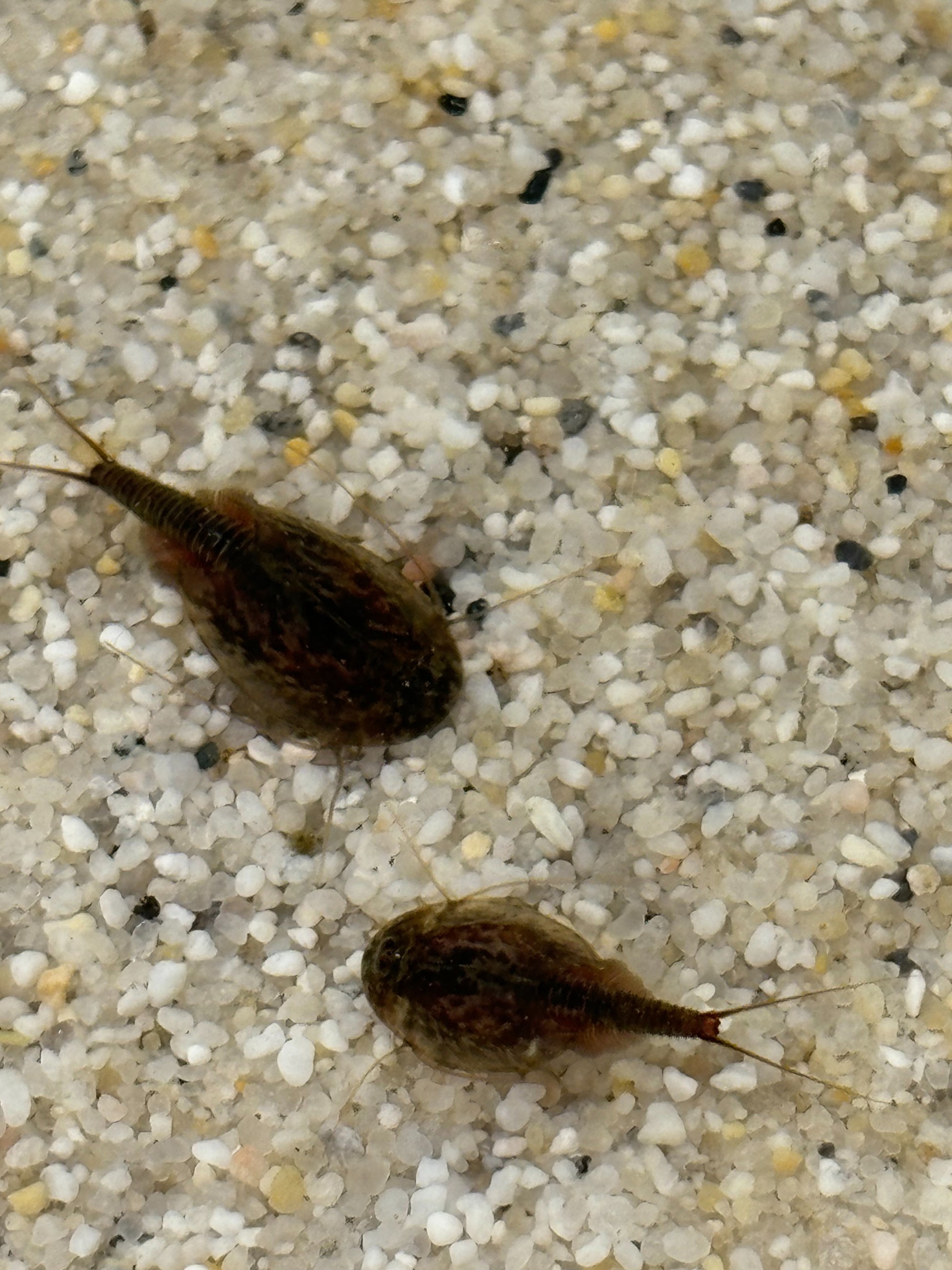 Triops Cancriformis- Österreich