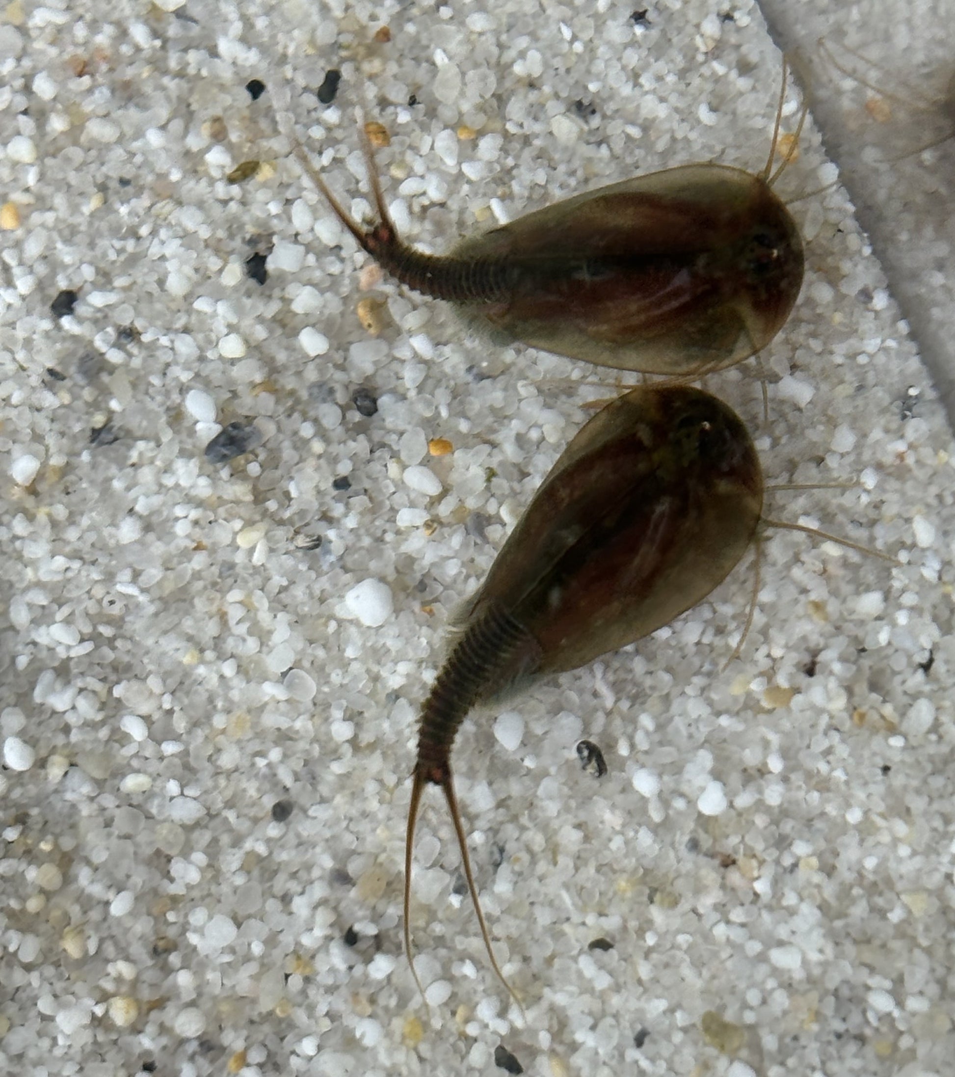 Triops Cancriformis- Schweiz