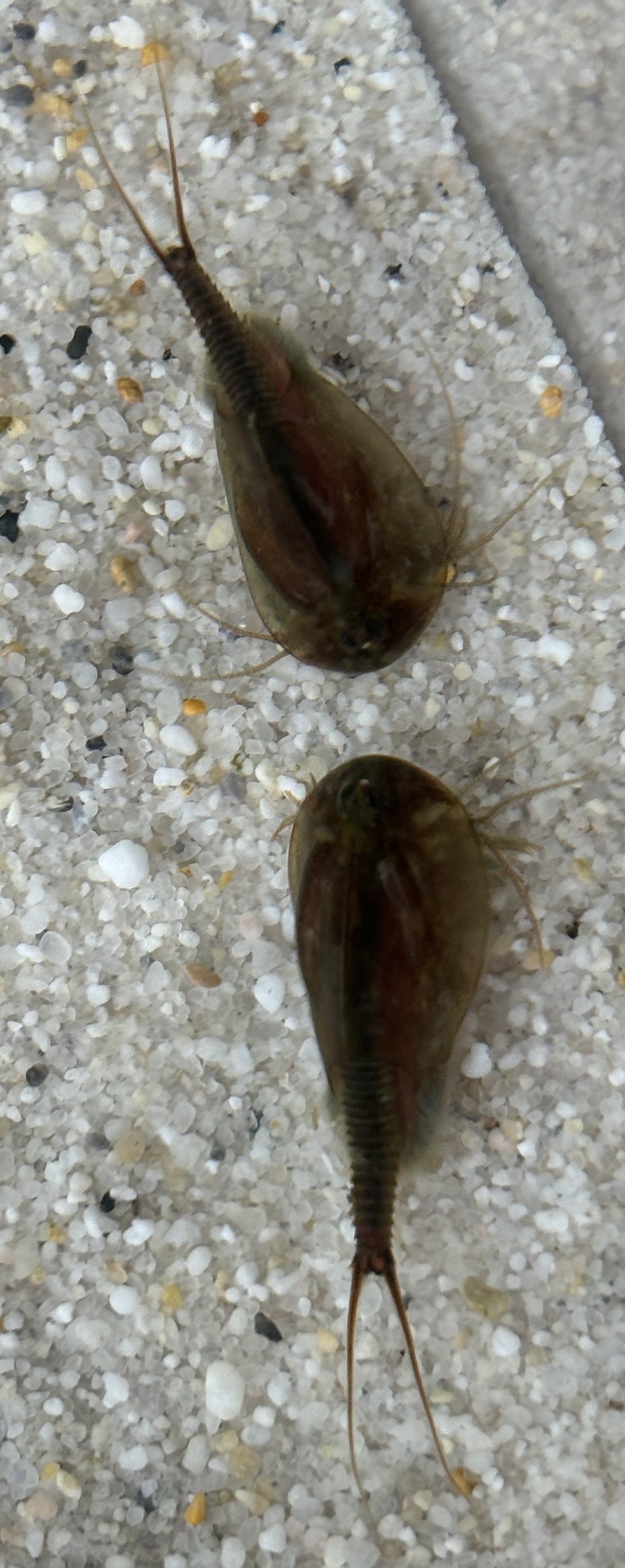 Triops Cancriformis- Schweiz