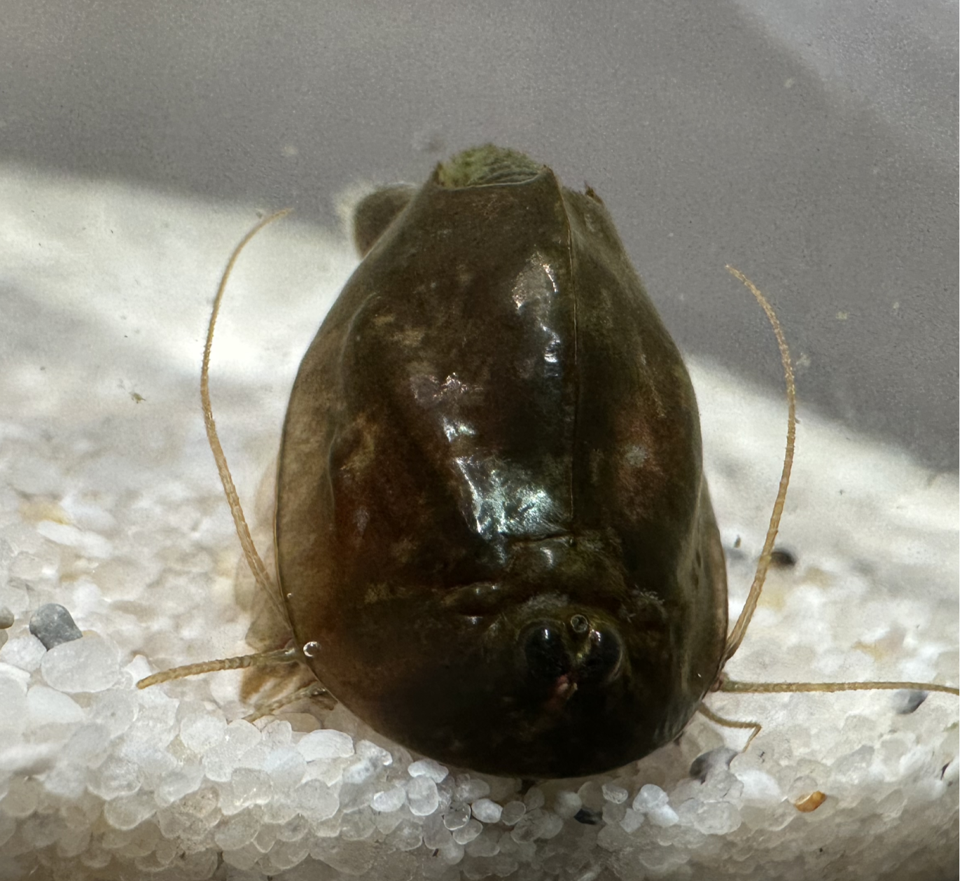 Triops Cancriformis- Deutschland