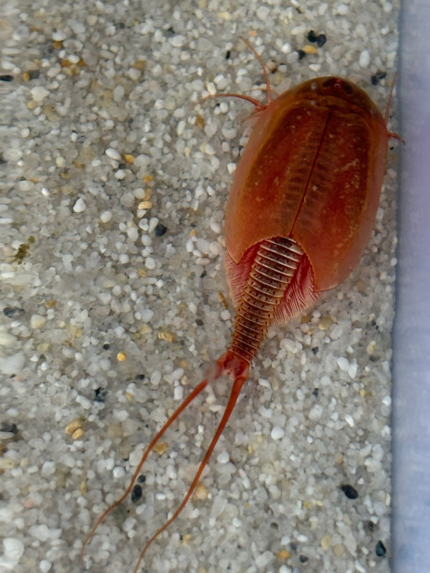 Triops Cancriformis- Albino