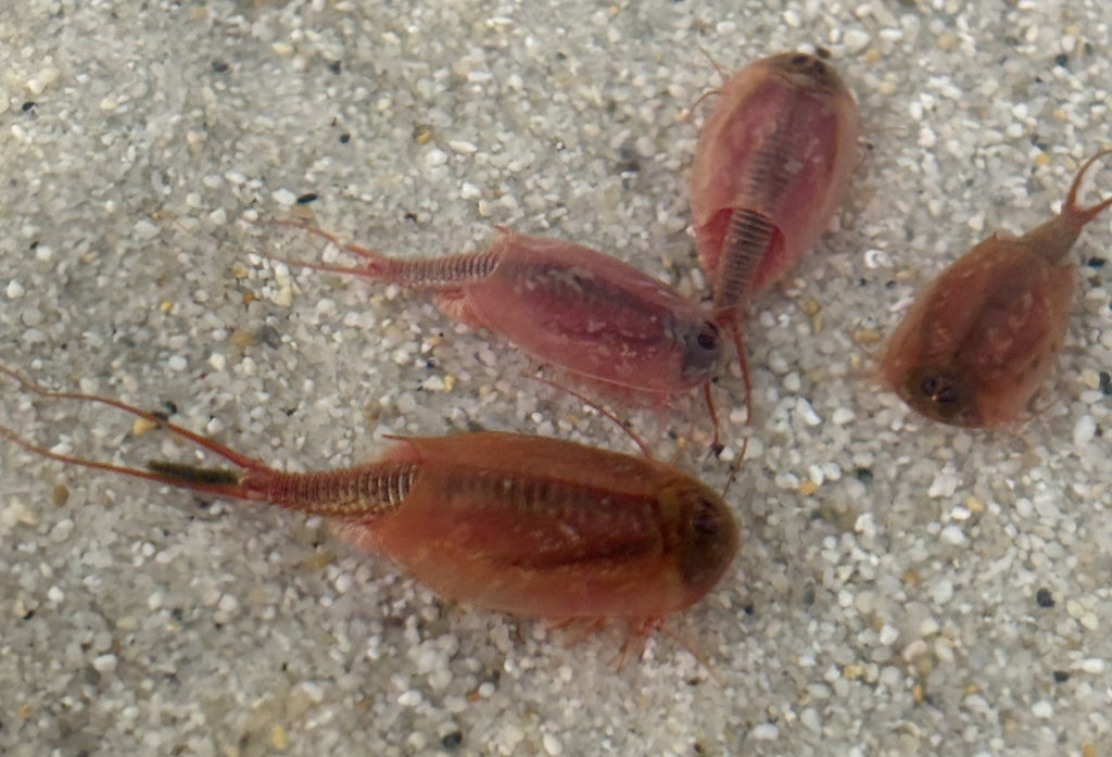 Triops Cancriformis- Albino