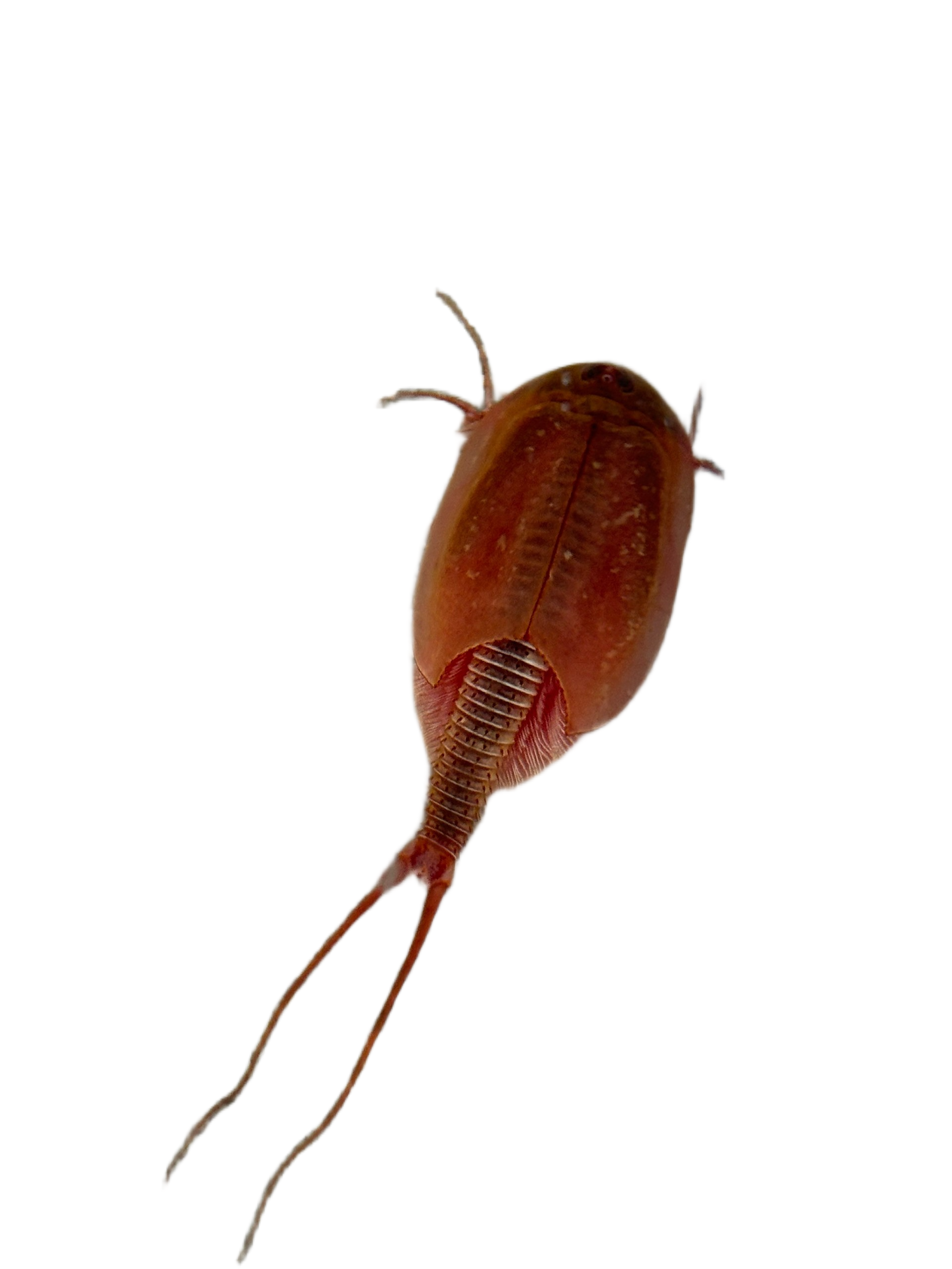 Triops Albino Mix 150 Eier