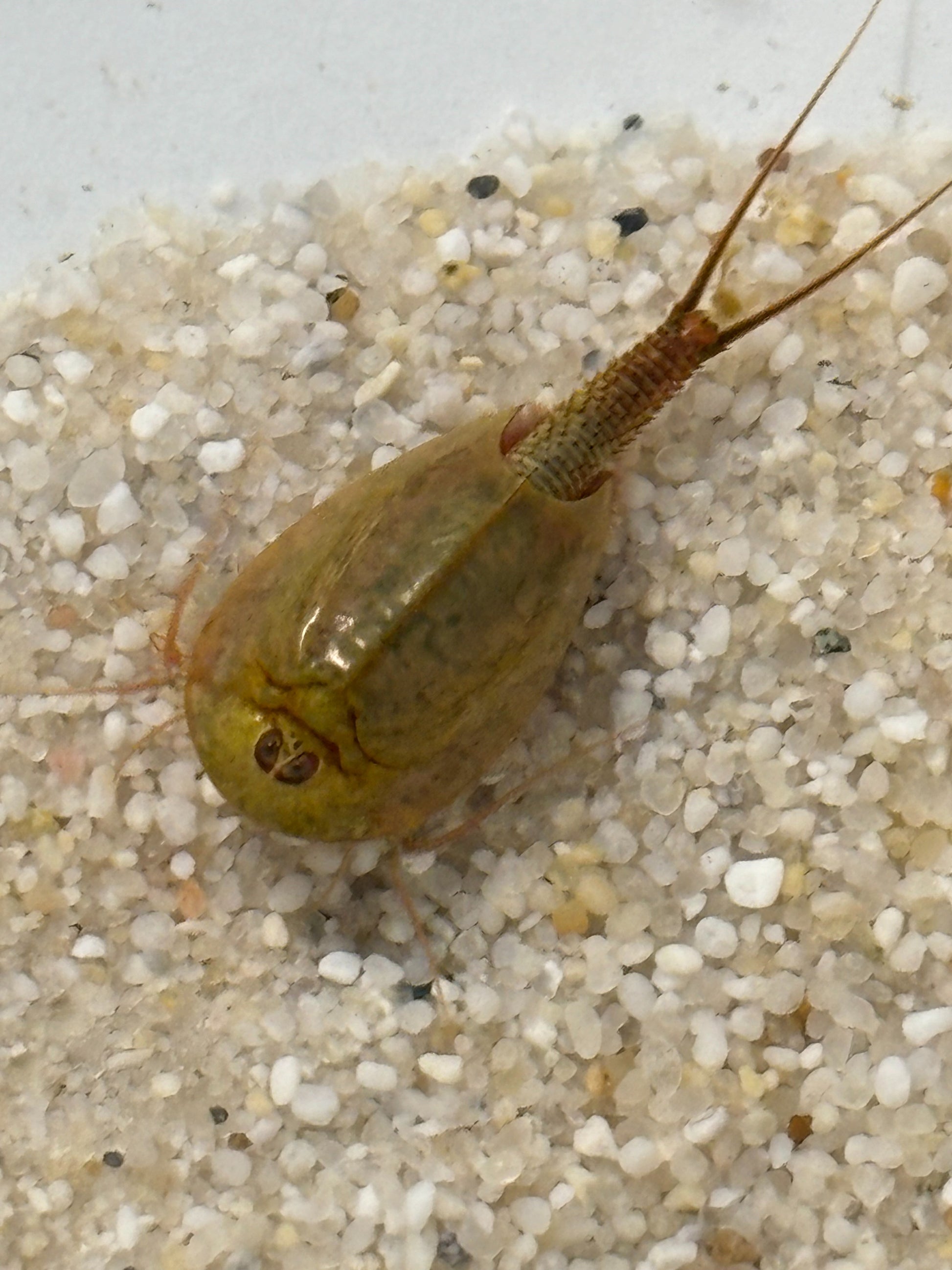 Triops Cancriformis- Spanien (grün)