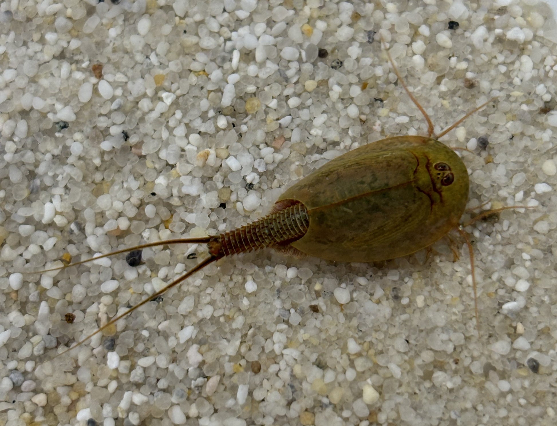 Triops Cancriformis- Spanien (grün)