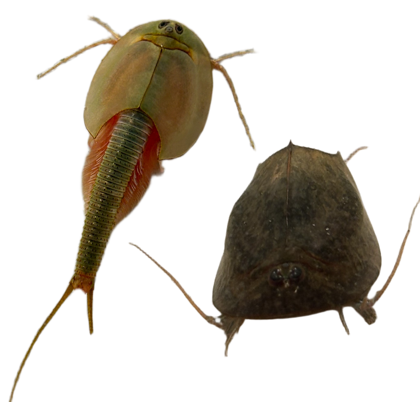 Triops Cancriformis - Longicaudatus Mix 150 Eier