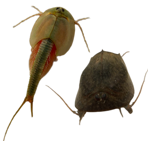 Triops Cancriformis - Longicaudatus Mix 150 Eier