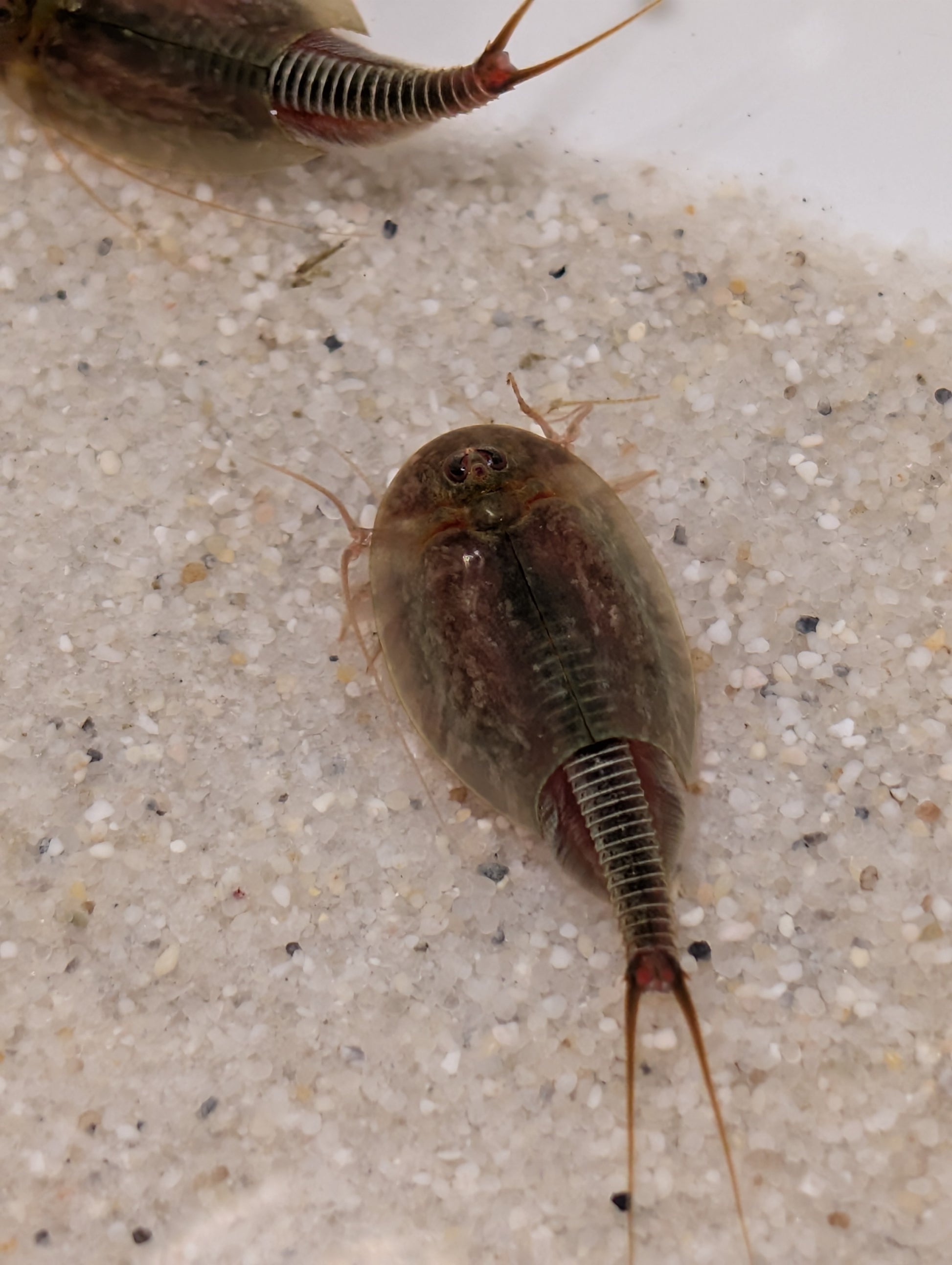 Triops *Sparset*
