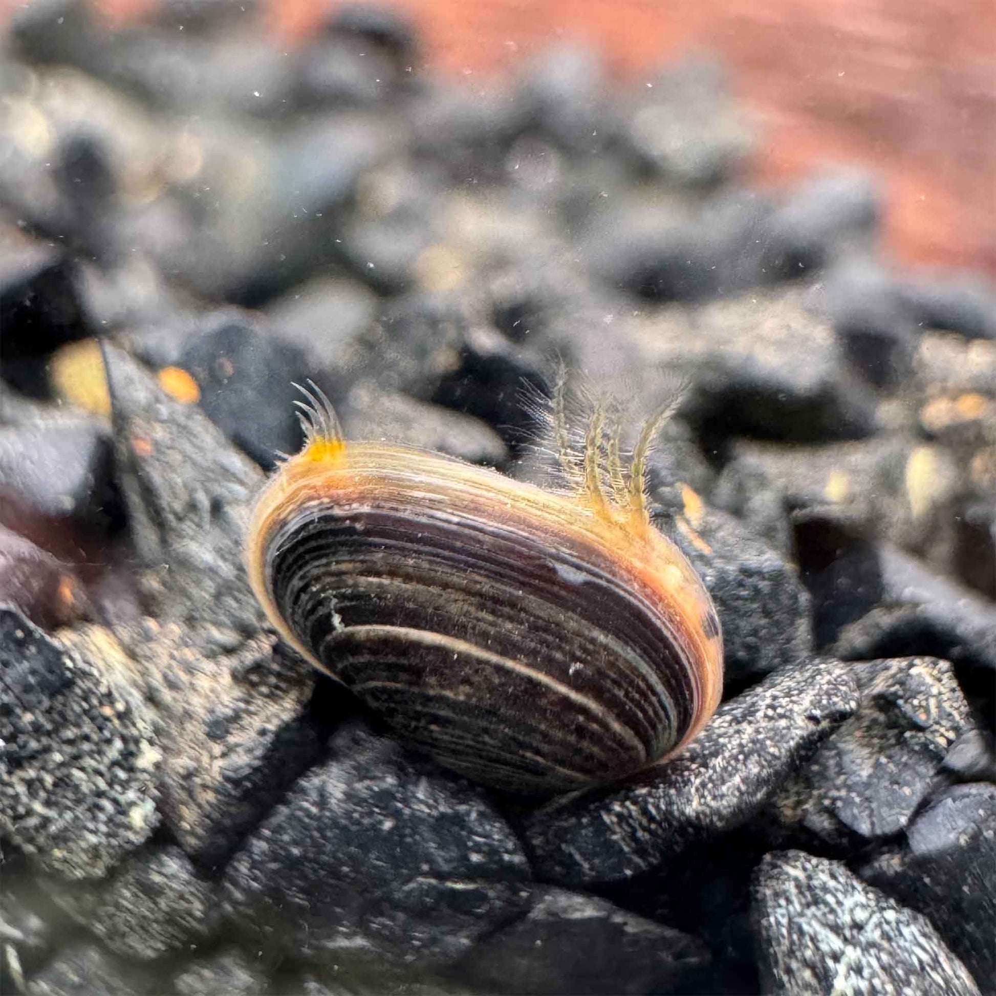 Asiatischer Muschelschaler