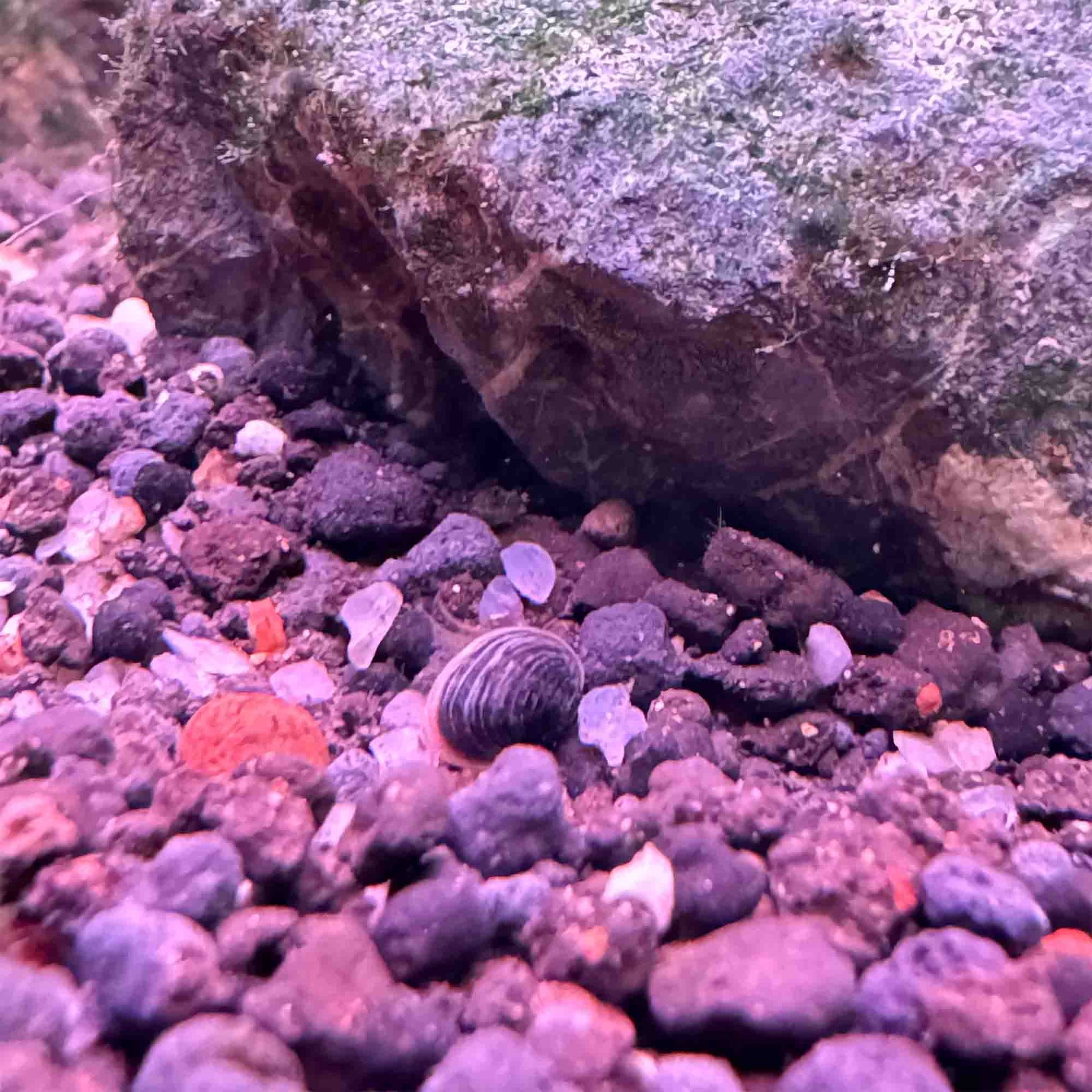 Asiatischer Muschelschaler
