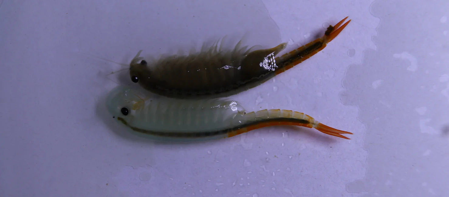 Feenkrebs Thailandensis ca. 30.000 pure Eier
