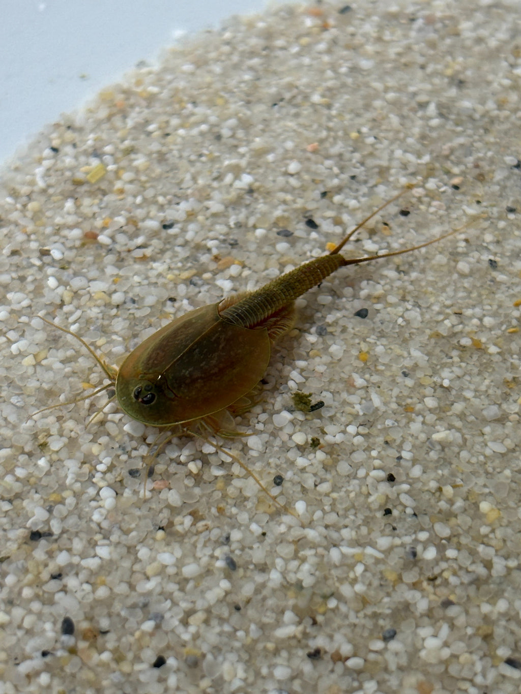 Triops Granarius - Asien