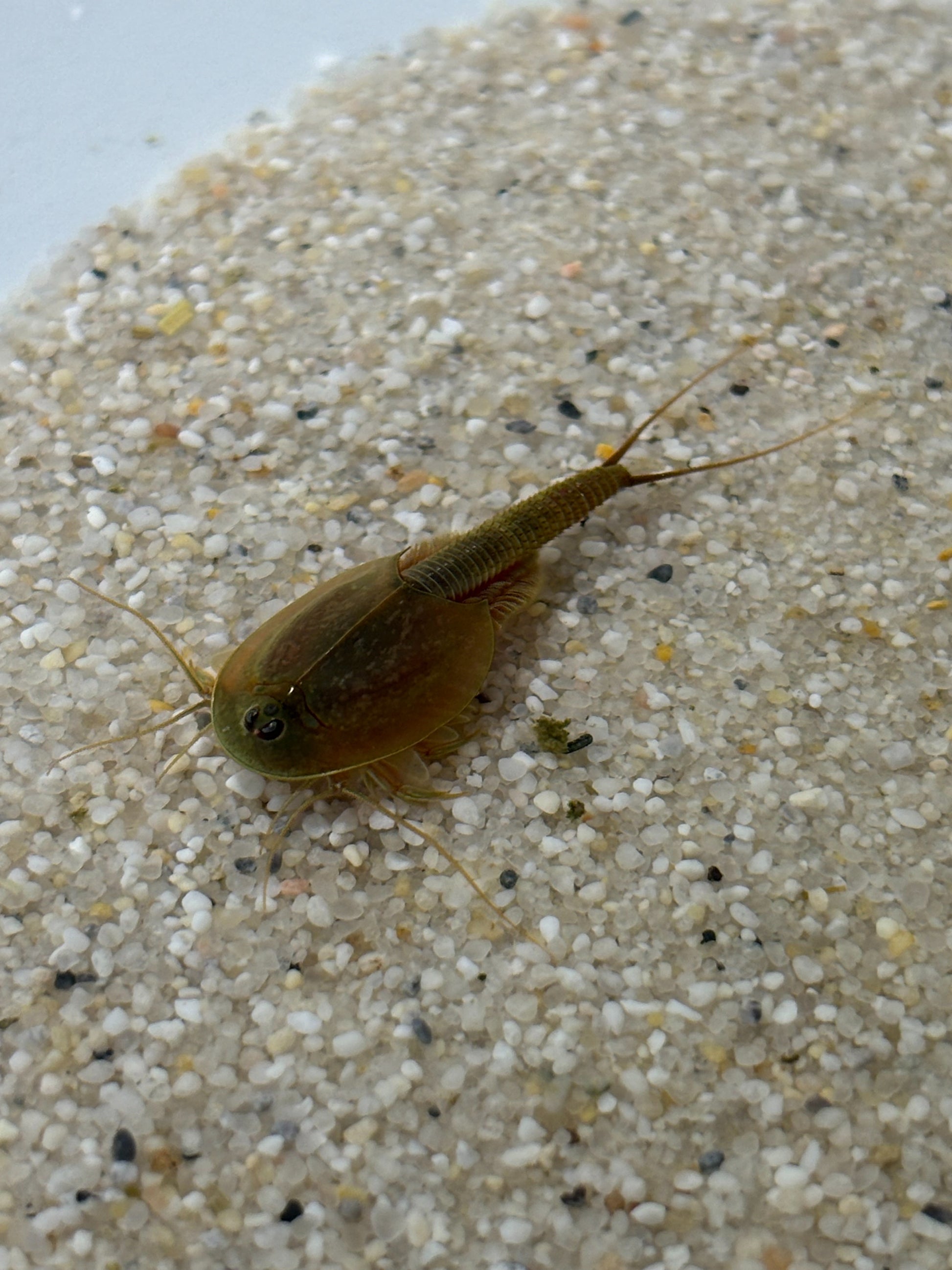 Triops Granarius - Asien