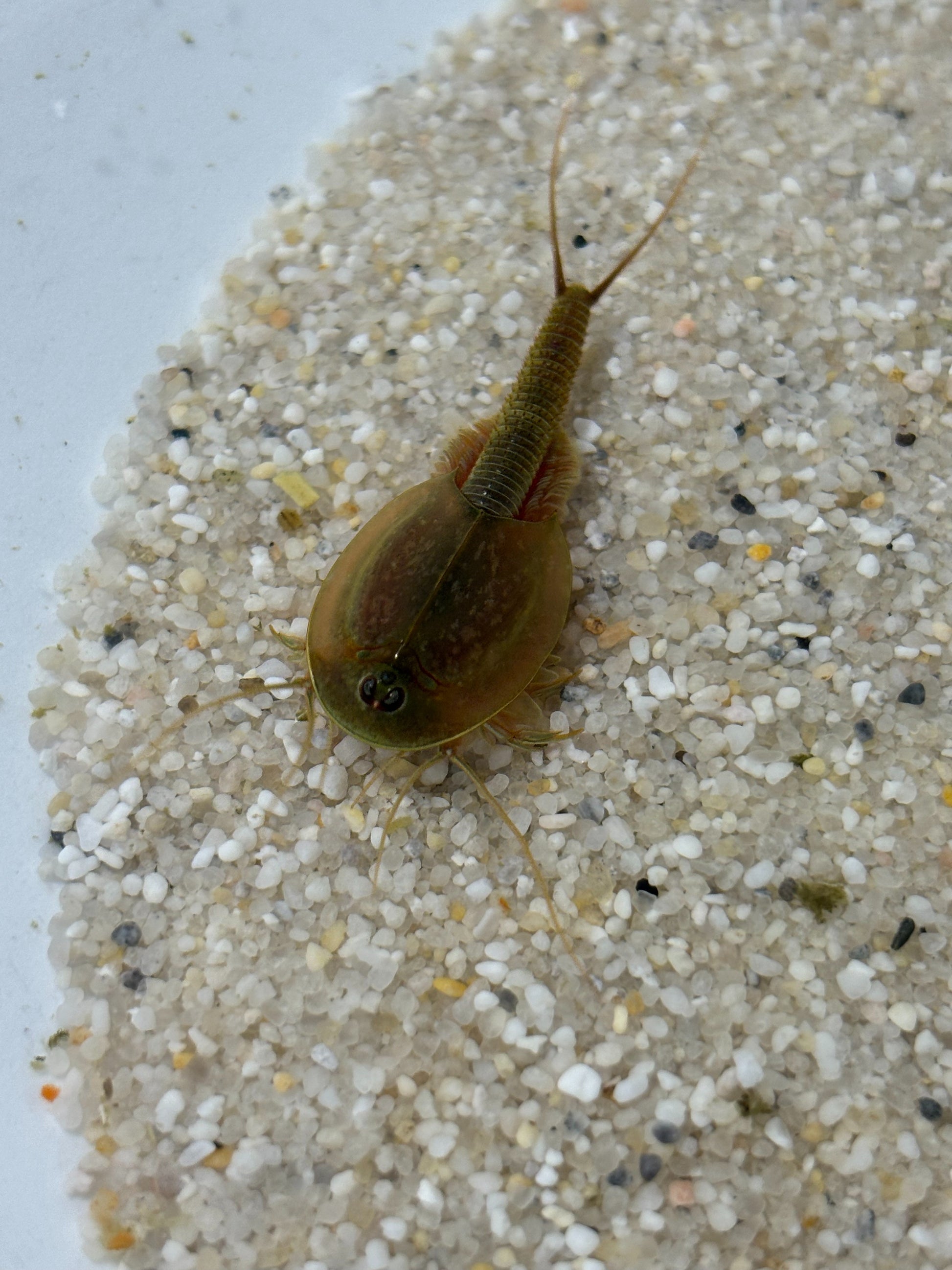 Triops Granarius - Asien