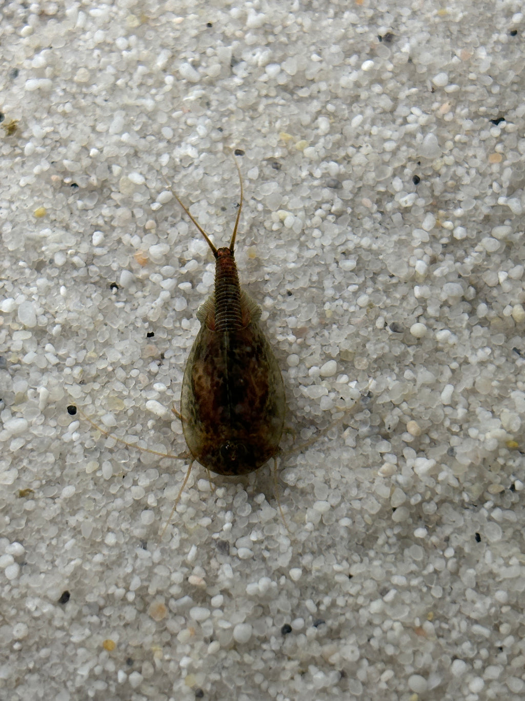 Triops Urzeitkrebse 3 zufällige Ansätze / alle Arten möglich/ 150 Eier/