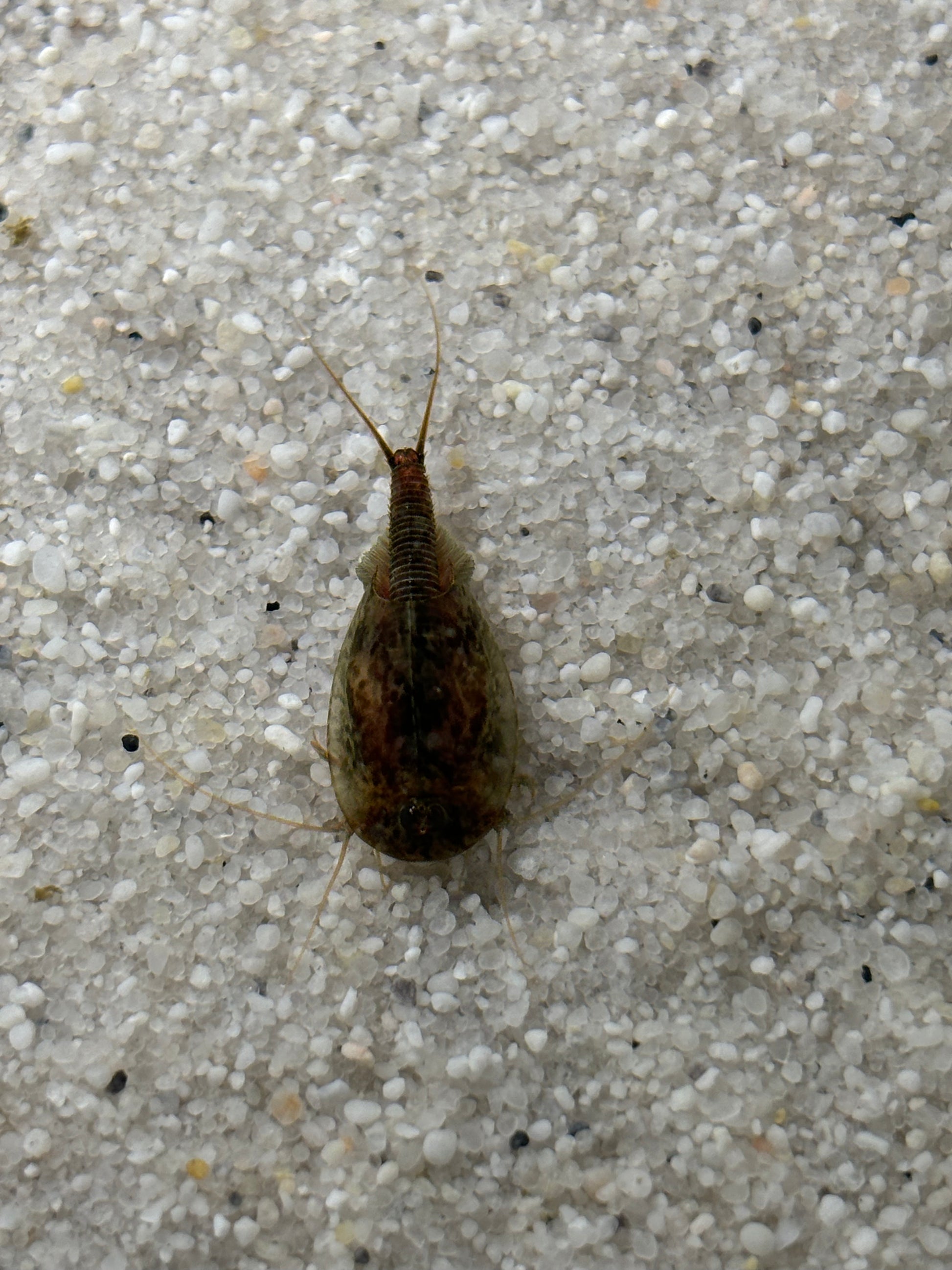 Triops Urzeitkrebse 3 zufällige Ansätze / alle Arten möglich/ 150 Eier/