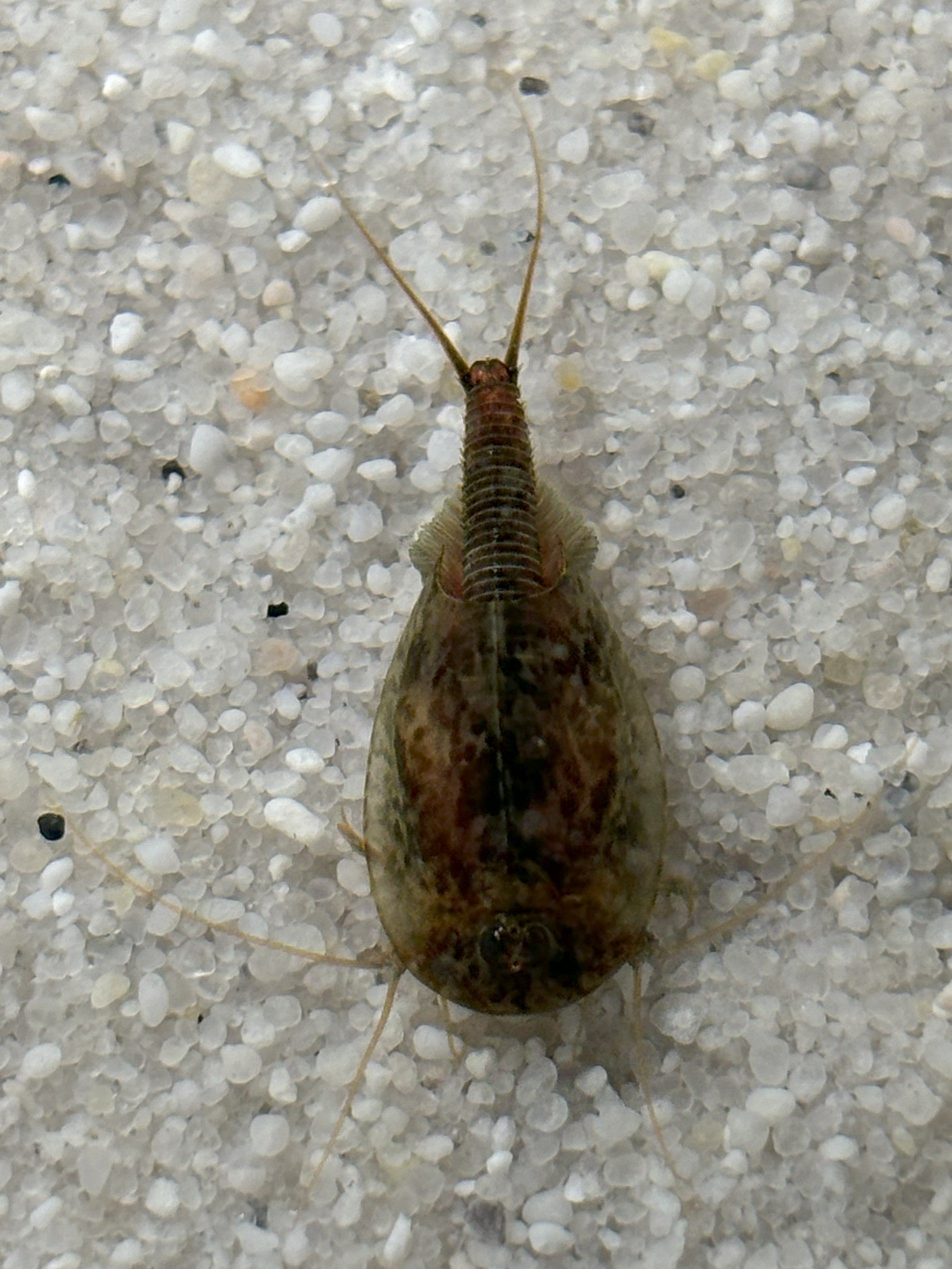 Triops Urzeitkrebse Set *mittel*
