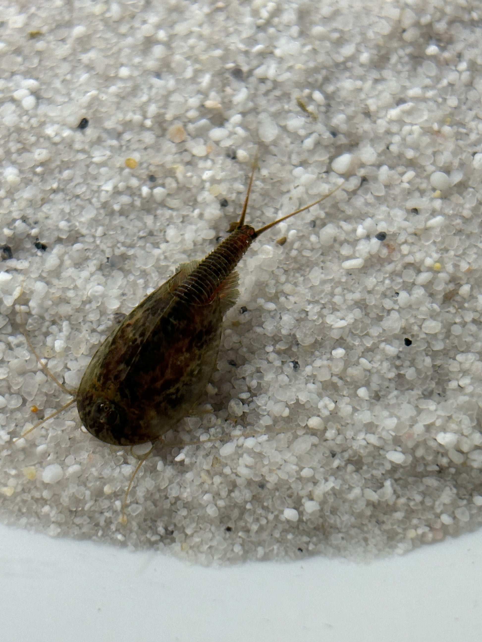 Triops Simplex - Europa