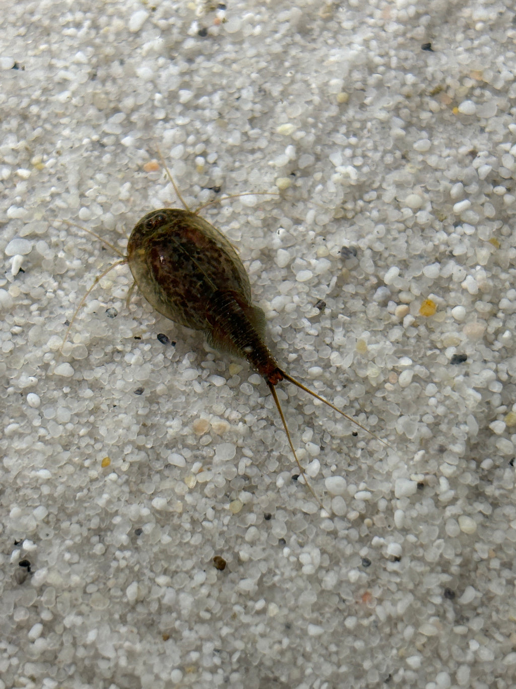Triops Simplex - Europa