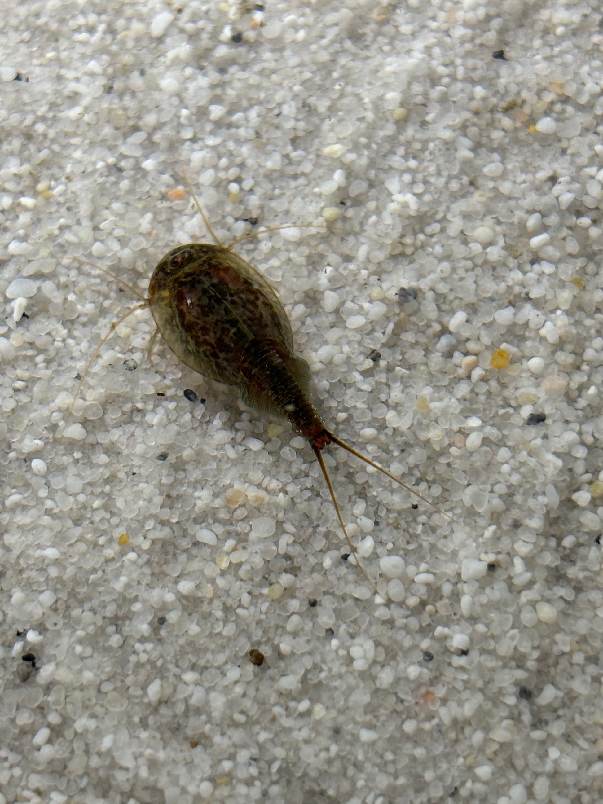 Triops Simplex - Europa