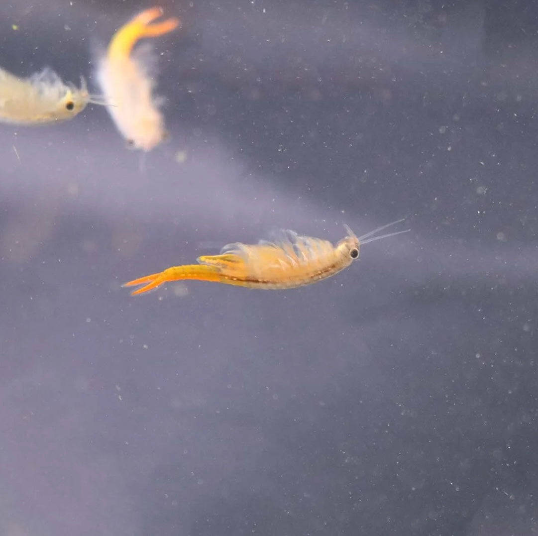 Triops Urzeitkrebse Set *klein*