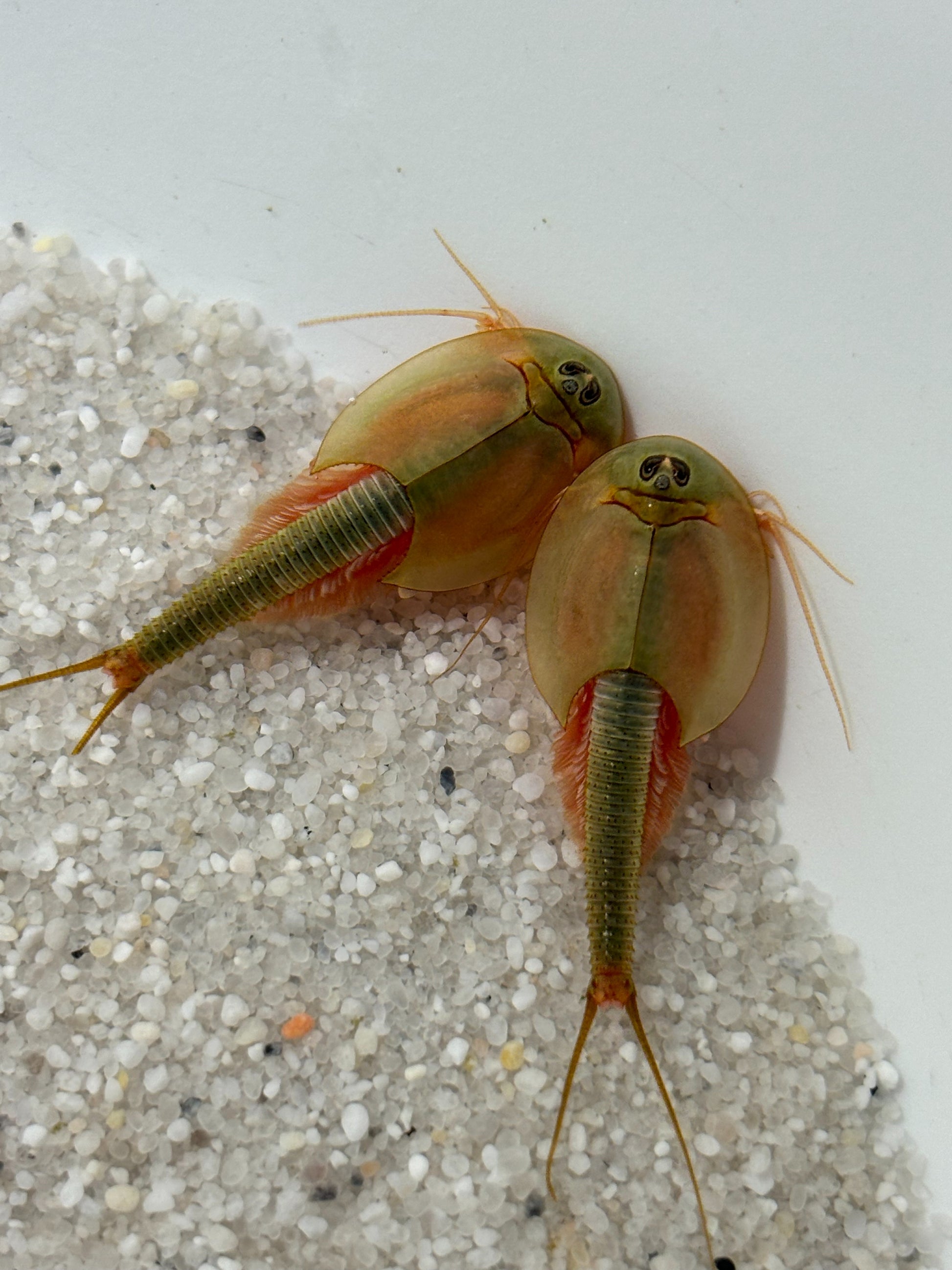Triops Longicaudatus- USA