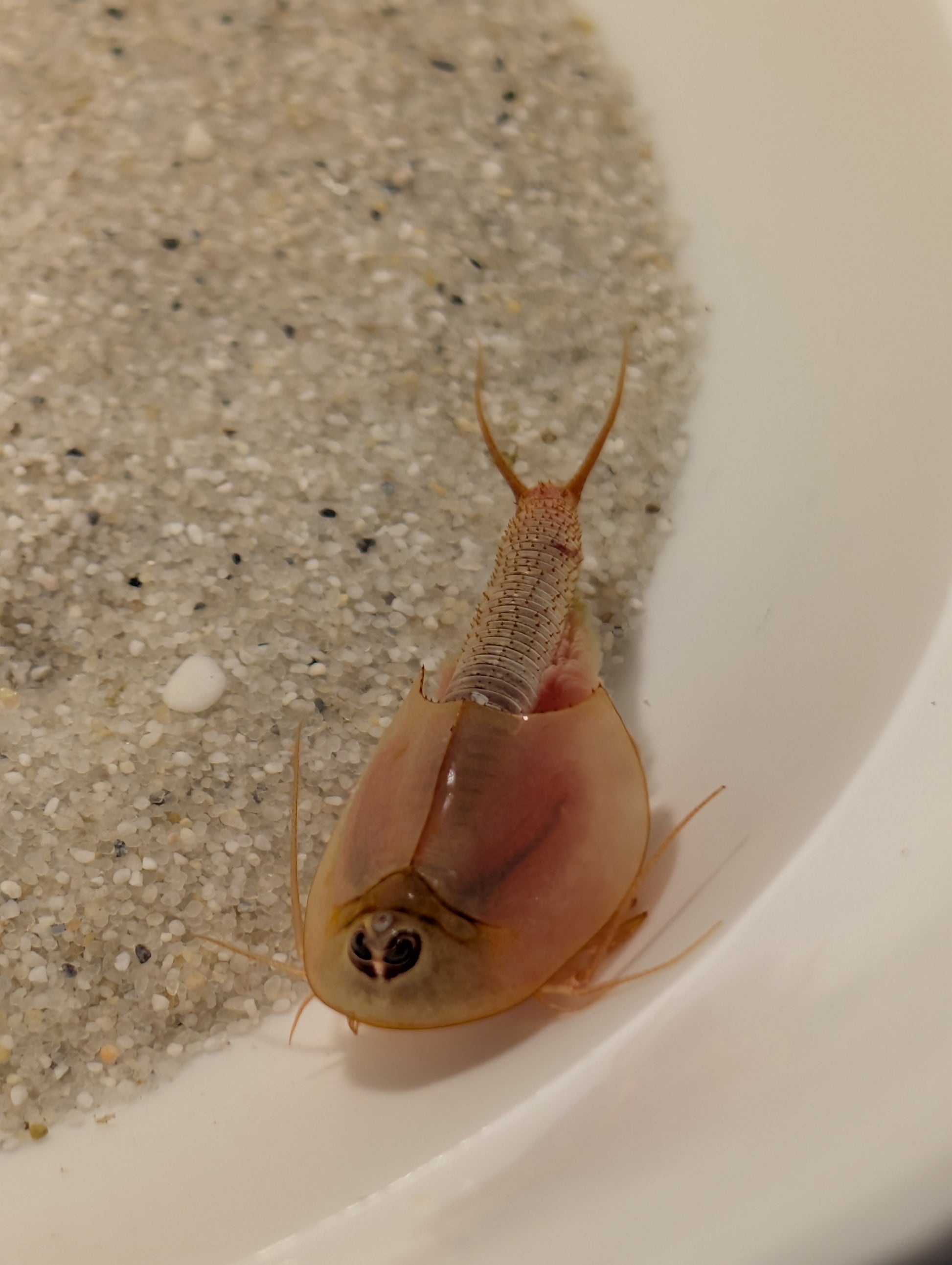Triops Longicaudatus- Albino
