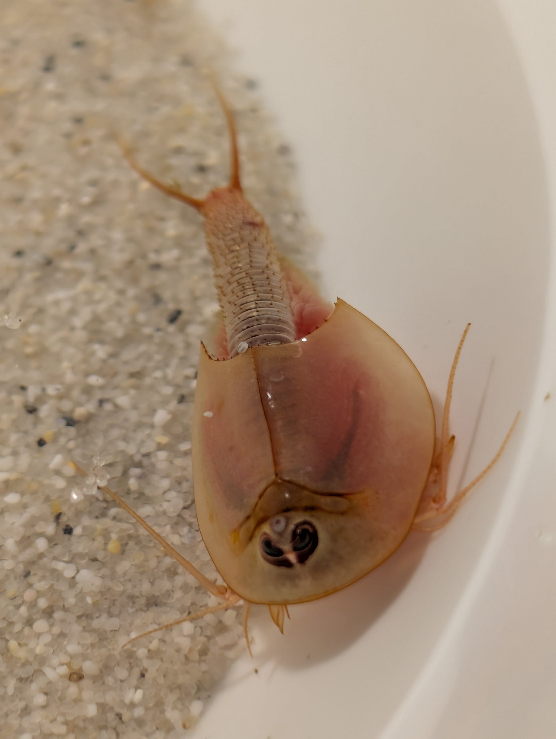 Triops Longicaudatus- Albino